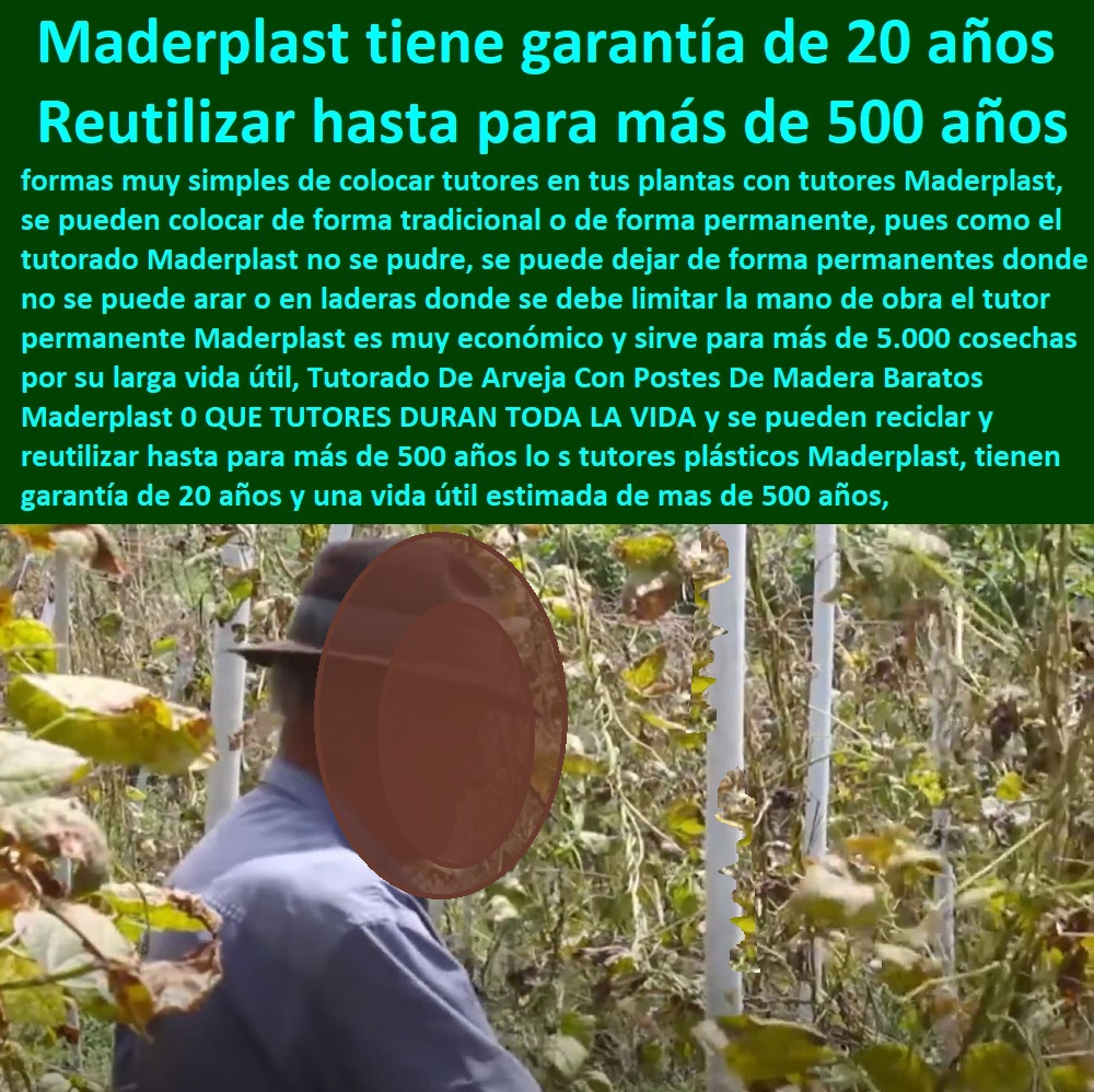 Tutorado De Arveja Con Postes De Madera Baratos Maderplast 0 QUE TUTORES DURAN TODA LA VIDA y ENTUTORADO TUTOR SINTÉTICO PARA CULTIVAR PITAYAS 0 TUTORES FIBRA DE VIDRIO PLÁSTICO PARA CULTIVAR UVAS 0 Tutor De Emparrado Plástico Para Cultivar Maracuyá 0 Tutor Con Espaldera Para Cultivar Arveja 0 Tutor Para Cultivar Frijol 0 Tutor Para Cultivar Tomates 0 Tutores De Plástico Para Sujetar Plantas 0 Tutor De Plástico Para Cultivar Eficientemente 0 Tutor De Plástico Para Cultivar Técnicamente 0 Tutores Para Plantas Y Hortalizas 0 Estacones Tutores Postes De Bambú Guadua 0  Tutor Plásticos Para Cultivar El Huerto 0 Vara Tutor De Madera Plástica Para Cultivar Flores 0 se pueden reciclar y reutilizar hasta para más de 500 años lo s tutores plásticos Maderplast, tienen garantía de 20 años y una vida útil estimada 0 Tutorado De Arveja Con Postes De Madera Baratos Maderplast 0 QUE TUTORES DURAN TODA LA VIDA y se pueden reciclar y reutilizar hasta para más de 500 años lo s tutores plásticos Maderplast, tienen garantía de 20 años y una vida útil estimada 0