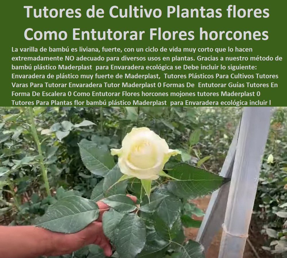 Tutorado De Flores Con Postes De Madera Baratos Maderplast 0 Como Entutorar Tomates Con Cuerdas 0 ¿Qué es el tutor en jardinería 0 palos de madera redondos 2 metros 0 ¿Cómo hacer un tutor para una planta 0  ENTUTORADO TUTOR SINTÉTICO PARA CULTIVAR PITAYAS 0 TUTORES FIBRA DE VIDRIO PLÁSTICO PARA CULTIVAR UVAS 0 Tutor De Emparrado Plástico Para Cultivar Maracuyá 0 Tutor Con Espaldera Para Cultivar Arveja 0 Tutor Para Cultivar Frijol 0 Tutor Para Cultivar Tomates 0 Tutores De Plástico Para Sujetar Plantas 0 Tutor De Plástico Para Cultivar Eficientemente 0 Tutor De Plástico Para Cultivar Técnicamente 0 Tutores Para Plantas Y Hortalizas 0 Estacones Tutores Postes De Bambú Guadua 0  Tutor Plásticos Para Cultivar El Huerto 0 Vara Tutor De Madera Plástica Para Cultivar Flores 0 sistemas de tutorado 0 ¿Cómo podar Tutorado De Flores Con Postes De Madera Baratos Maderplast 0 Como Entutorar Tomates Con Cuerdas 0 ¿Qué es el tutor en jardinería 0 palos de madera redondos 2 metros 0 ¿Cómo hacer un tutor para una planta 0 sistemas de tutorado 0 ¿Cómo podar