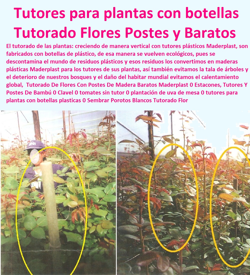 Tutorado De Flores Con Postes De Madera Baratos Maderplast 0 Estacones, Tutores Y Postes De Bambú 0 Clavel 0 tomates sin tutor 0 plantación de uva de mesa 0 tutores para plantas con botellas plásticas 0 Sembrar Porotos Blancos Tutorado Flor  0  ENTUTORADO TUTOR SINTÉTICO PARA CULTIVAR PITAYAS 0 TUTORES FIBRA DE VIDRIO PLÁSTICO PARA CULTIVAR UVAS 0 Tutor De Emparrado Plástico Para Cultivar Maracuyá 0 Tutor Con Espaldera Para Cultivar Arveja 0 Tutor Para Cultivar Frijol 0 Tutor Para Cultivar Tomates 0 Tutores De Plástico Para Sujetar Plantas 0 Tutor De Plástico Para Cultivar Eficientemente 0 Tutor De Plástico Para Cultivar Técnicamente 0 Tutores Para Plantas Y Hortalizas 0 Estacones Tutores Postes De Bambú Guadua 0  Tutor Plásticos Para Cultivar El Huerto 0 Vara Tutor De Madera Plástica Para Cultivar Flores 0 Tutorado De Flores Con Postes De Madera Baratos Maderplast 0 Estacones, Tutores Y Postes De Bambú 0 Clavel 0 tomates sin tutor 0 plantación de uva de mesa 0 tutores para plantas con botellas plásticas 0 Sembrar Porotos Blancos Tutorado Flor 