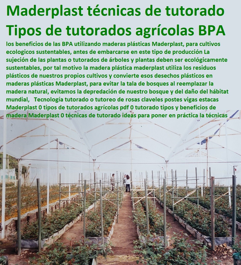 Tutorado De Flores Con Postes De Madera Baratos Maderplast 0 Tutor de plástico para Cultivar tomates 0 Tutores Cilíndricos Resistencia A La Intemperie 0 Estacones, Tutores Y Postes De Polipropileno 0 También podemos entutorar las tomateras 0 ENTUTORADO TUTOR SINTÉTICO PARA CULTIVAR PITAYAS 0 TUTORES FIBRA DE VIDRIO PLÁSTICO PARA CULTIVAR UVAS 0 Tutor De Emparrado Plástico Para Cultivar Maracuyá 0 Tutor Con Espaldera Para Cultivar Arveja 0 Tutor Para Cultivar Frijol 0 Tutor Para Cultivar Tomates 0 Tutores De Plástico Para Sujetar Plantas 0 Tutor De Plástico Para Cultivar Eficientemente 0 Tutor De Plástico Para Cultivar Técnicamente 0 Tutores Para Plantas Y Hortalizas 0 Estacones Tutores Postes De Bambú Guadua 0  Tutor Plásticos Para Cultivar El Huerto 0 Vara Tutor De Madera Plástica Para Cultivar Flores 0  Tutorado De Flores Con Postes De Madera Baratos Maderplast 0 Tutor de plástico para Cultivar tomates 0 Tutores Cilíndricos Resistencia A La Intemperie 0 Estacones, Tutores Y Postes De Polipropileno 0 También podemos entutorar las tomateras 0