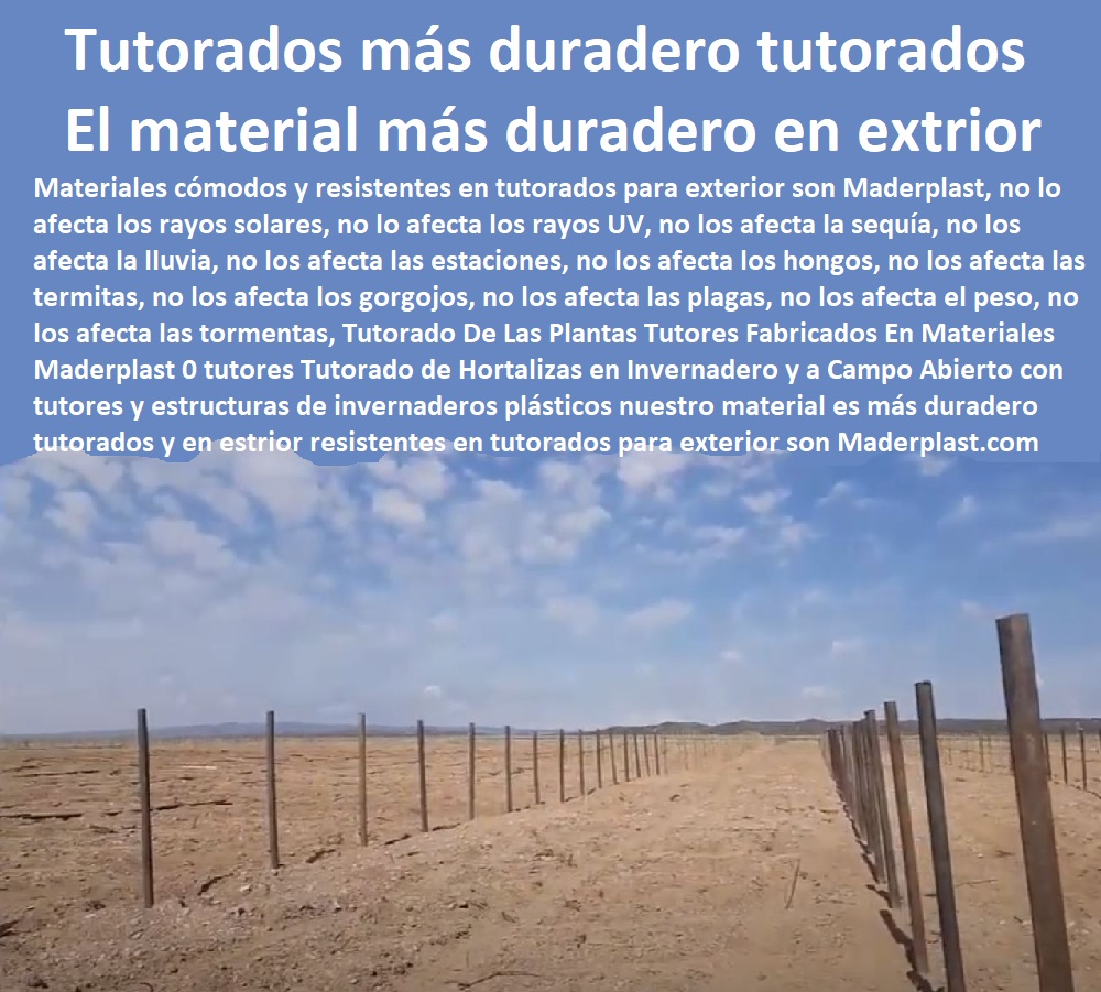 Tutorado De Las Plantas Tutores Fabricados En Materiales Maderplast 0 tutores Tutorado de Hortalizas en Invernadero y a Campo Abierto con tutores y estructuras de invernaderos plásticos nuestro material es más duradero tutorados y en exterior 0  TUTOR PLÁSTICOS PARA CULTIVAR EL HUERTO 0 VARA TUTOR DE MADERA PLÁSTICA PARA CULTIVAR FLORES 0 Entutorado Tutor Sintético Para Cultivar Pitayas 0 Tutores Fibra De Vidrio Plástico Para Cultivar Uvas 0 Tutor De Emparrado Plástico Para Cultivar Maracuyá 0 Tutor Con Espaldera Para Cultivar Arveja 0 Tutor Para Cultivar Frijol 0 Tutor Para Cultivar Tomates 0 Tutores De Plástico Para Sujetar Plantas 0 Tutor De Plástico Para Cultivar Eficientemente 0 Tutor De Plástico Para Cultivar Técnicamente 0 Tutores Para Plantas Y Hortalizas 0 Estacones Tutores Postes De Bambú Guadua 0 Tutorado De Las Plantas Tutores Fabricados En Materiales Maderplast 0 tutores Tutorado de Hortalizas en Invernadero y a Campo Abierto con tutores y estructuras de invernaderos plásticos nuestro material es más duradero tutorados y en exterior 0 