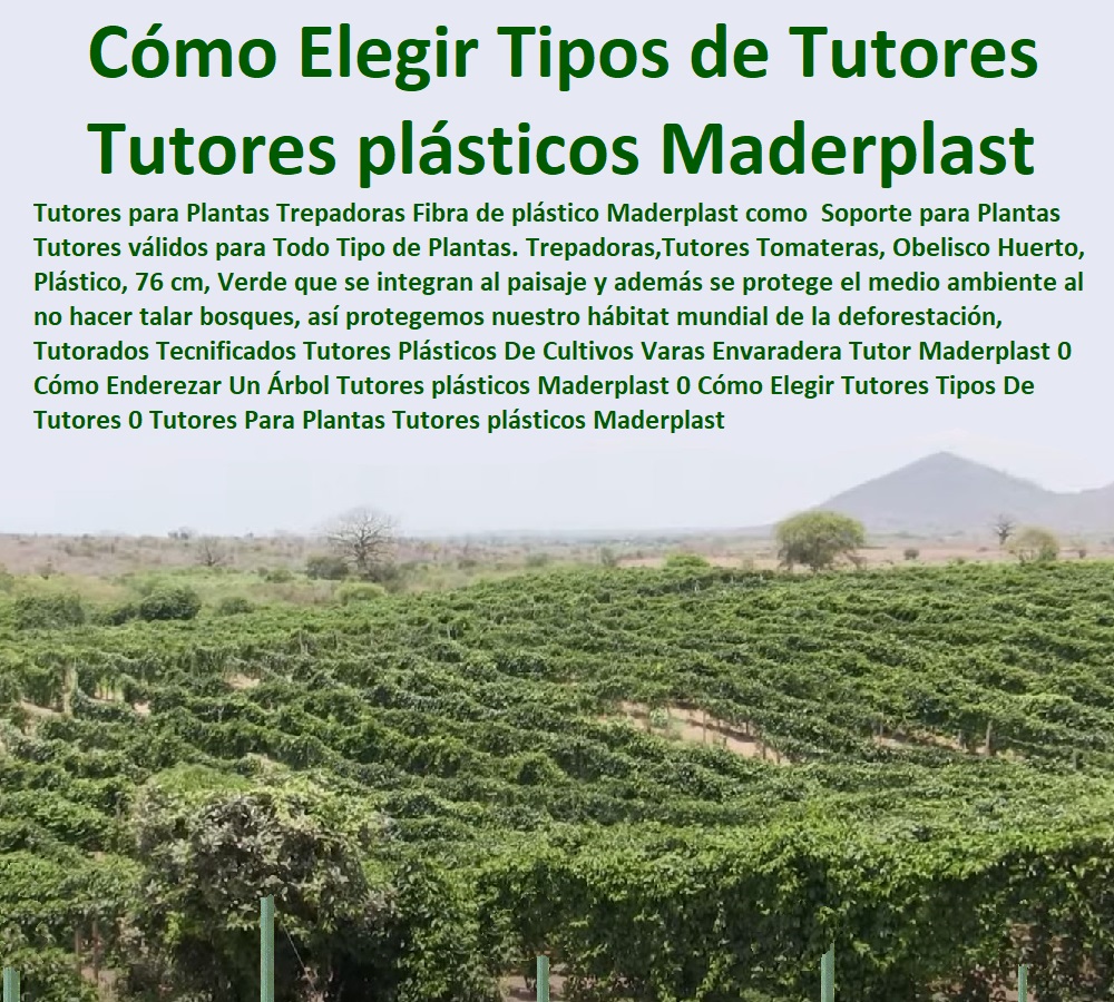 Tutorados Tecnificados Tutores Plásticos Envaradera Tutor Maderplast 0 El tutorado o sujeción de algunas plantas confielos solo a Maderplast, los arbustos y árboles frutales de sol intenso y pueden usarse como compuesto decorativo en frutal Tutorados Tecnificados Tutores Plásticos Envaradera Tutor Maderplast 0 El tutorado o sujeción de algunas plantas confielos solo a Maderplast, los arbustos y árboles frutales de sol intenso y pueden usarse como compuesto decorativo en frutal  TUTORES DE PLÁSTICO PARA SUJETAR PLANTAS 0 Tutor De Plástico Para Cultivar Eficientemente 0 Tutor De Plástico Para Cultivar Técnicamente 0 Tutores Para Plantas Y Hortalizas 0 Estacones Tutores Postes De Bambú Guadua 0 Tutor Plásticos Para Cultivar El Huerto 0 Vara Tutor De Madera Plástica Para Cultivar Flores 0 Entutorado Tutor Sintético Para Cultivar Pitayas 0 Tutores Fibra De Vidrio Plástico Para Cultivar Uvas 0 Tutor De Emparrado Plástico Para Cultivar Maracuyá 0 Tutor Con Espaldera Para Cultivar Arveja 0 Tutor Para Cultivar Frijol 0 Tutor Para Cultivar Tomates 0 