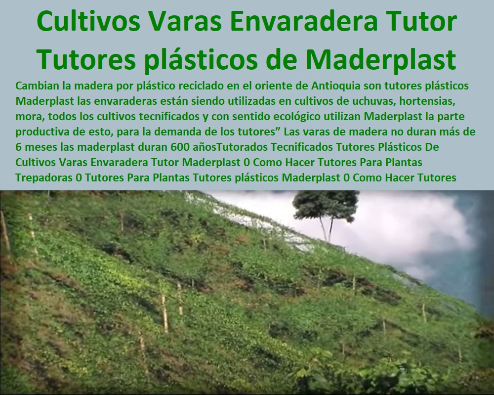  TUTOR DE PLÁSTICO PARA CULTIVAR TÉCNICAMENTE 0 TUTORES PARA PLANTAS Y HORTALIZAS 0 ESTACONES TUTORES POSTES DE BAMBÚ GUADUA 0 Tutor Plásticos Para Cultivar El Huerto 0 Vara Tutor De Madera Plástica Para Cultivar Flores 0 Entutorado Tutor Sintético Para Cultivar Pitayas 0 Tutores Fibra De Vidrio Plástico Para Cultivar Uvas 0 Tutor De Emparrado Plástico Para Cultivar Maracuyá 0 Tutor Con Espaldera Para Cultivar Arveja 0 Tutor Para Cultivar Frijol 0 Tutor Para Cultivar Tomates 0 Tutores De Plástico Para Sujetar Plantas 0 Tutor De Plástico Para Cultivar Eficientemente 0 Tutorados Tecnificados Tutores Plásticos Envaradera Tutor Maderplast 0 Otros métodos de tutoreo son entutorado con rafia agrícola 0 Entutorado y protección de plantas palos varas Maderplast 0 Tutores De Plástico Para Guiar El Crecimiento uva Tutorados Tecnificados Tutores Plásticos Envaradera Tutor Maderplast 0 Otros métodos de tutoreo son entutorado con rafia agrícola 0 Entutorado y protección de plantas palos varas Maderplast 0 Tutores De Plástico Para Guiar El Crecimiento uva