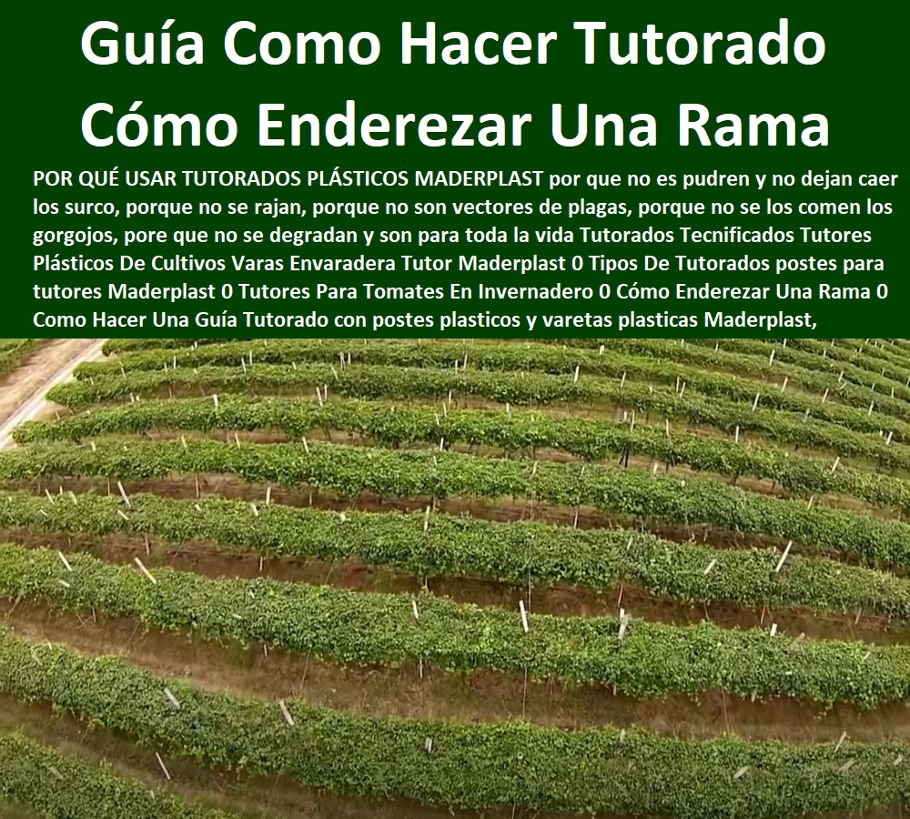 Tutorados  TUTOR DE PLÁSTICO PARA CULTIVAR TÉCNICAMENTE 0 TUTORES PARA PLANTAS Y HORTALIZAS 0 ESTACONES TUTORES POSTES DE BAMBÚ GUADUA 0 Tutor Plásticos Para Cultivar El Huerto 0 Vara Tutor De Madera Plástica Para Cultivar Flores 0 Entutorado Tutor Sintético Para Cultivar Pitayas 0 Tutores Fibra De Vidrio Plástico Para Cultivar Uvas 0 Tutor De Emparrado Plástico Para Cultivar Maracuyá 0 Tutor Con Espaldera Para Cultivar Arveja 0 Tutor Para Cultivar Frijol 0 Tutor Para Cultivar Tomates 0 Tutores De Plástico Para Sujetar Plantas 0 Tutor De Plástico Para Cultivar Eficientemente 0 Tecnificados Tutores Plásticos Envaradera Tutor Maderplast 0 Proyecto Para Método de tutores en el cultivo de la pitahaya 0 Maderplast es el sistema que facilita de manera elegante de exhibidores y tutores el emparrado de plantas 0 Tutorados Tecnificados Tutores Plásticos Envaradera Tutor Maderplast 0 Proyecto Para Método de tutores en el cultivo de la pitahaya 0 Maderplast es el sistema que facilita de manera elegante de exhibidores y tutores el emparrado de plantas 0