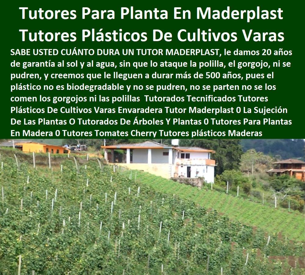 Tutorados Tecnificados Tutores  TUTOR PLÁSTICOS PARA CULTIVAR EL HUERTO 0 VARA TUTOR DE MADERA PLÁSTICA PARA CULTIVAR FLORES 0 Entutorado Tutor Sintético Para Cultivar Pitayas 0 Tutores Fibra De Vidrio Plástico Para Cultivar Uvas 0 Tutor De Emparrado Plástico Para Cultivar Maracuyá 0 Tutor Con Espaldera Para Cultivar Arveja 0 Tutor Para Cultivar Frijol 0 Tutor Para Cultivar Tomates 0 Tutores De Plástico Para Sujetar Plantas 0 Tutor De Plástico Para Cultivar Eficientemente 0 Tutor De Plástico Para Cultivar Técnicamente 0 Tutores Para Plantas Y Hortalizas 0 Estacones Tutores Postes De Bambú Guadua 0 Plásticos Envaradera Tutor Maderplast 0 Tutores de fibra de vidrio para entutorar 0 alquiler de tutores cañas 0 ¿Cómo se atan las plantas de tomate 0 ¿Qué son los tutores para plantas 0 venta postes de maderas Tutorados Tecnificados Tutores Plásticos Envaradera Tutor Maderplast 0 Tutores de fibra de vidrio para entutorar 0 alquiler de tutores cañas 0 ¿Cómo se atan las plantas de tomate 0 ¿Qué son los tutores para plantas 0 venta postes de maderas