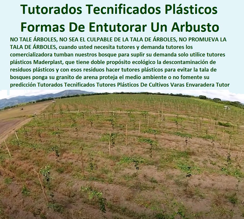 Tutorados Tecnificados Tutores TUTOR PLÁSTICOS PARA CULTIVAR EL HUERTO 0 VARA TUTOR DE MADERA PLÁSTICA PARA CULTIVAR FLORES 0 Entutorado Tutor Sintético Para Cultivar Pitayas 0 Tutores Fibra De Vidrio Plástico Para Cultivar Uvas 0 Tutor De Emparrado Plástico Para Cultivar Maracuyá 0 Tutor Con Espaldera Para Cultivar Arveja 0 Tutor Para Cultivar Frijol 0 Tutor Para Cultivar Tomates 0 Tutores De Plástico Para Sujetar Plantas 0 Tutor De Plástico Para Cultivar Eficientemente 0 Tutor De Plástico Para Cultivar Técnicamente 0 Tutores Para Plantas Y Hortalizas 0 Estacones Tutores Postes De Bambú Guadua 0  Plásticos Envaradera Tutor Maderplast 0 tutores para plantas con PP 0 como guiar una parra para sombra 0 Tutores cilíndricos fabricados en materiales plásticos 0 en Maderplast Cambian la madera por plástico pvc Tutorados Tecnificados Tutores Plásticos Envaradera Tutor Maderplast 0 tutores para plantas con PP 0 como guiar una parra para sombra 0 Tutores cilíndricos fabricados en materiales plásticos 0 en Maderplast Cambian la madera por plástico pvc