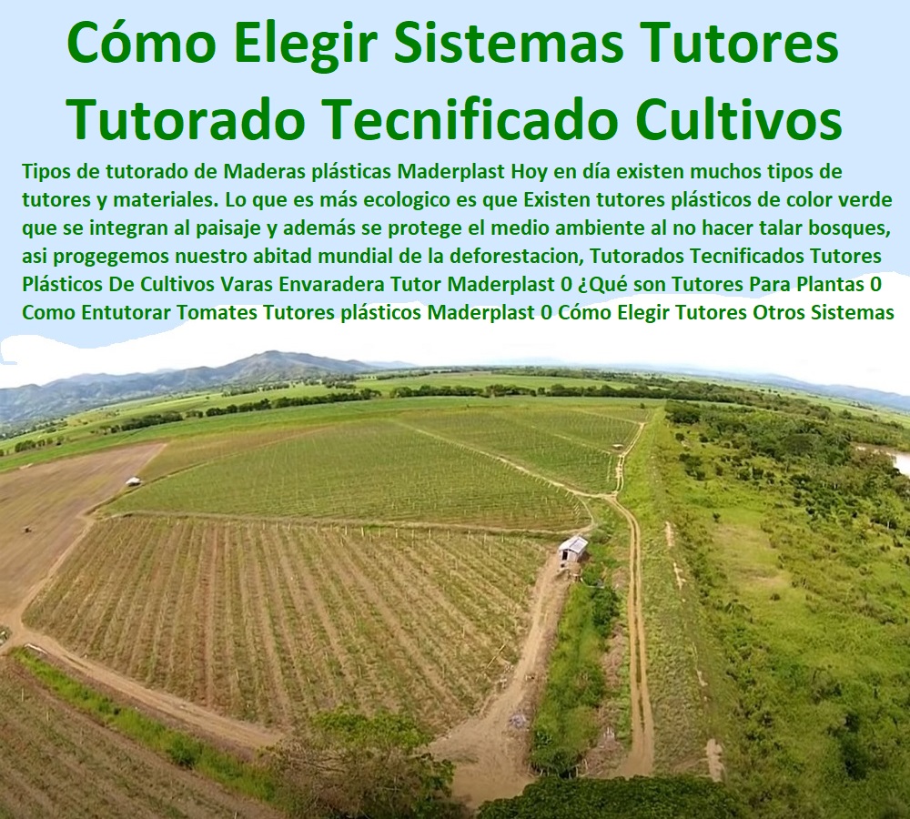 Tutorados Tecnificados Tutores Plásticos  TUTOR PLÁSTICOS PARA CULTIVAR EL HUERTO 0 VARA TUTOR DE MADERA PLÁSTICA PARA CULTIVAR FLORES 0 Entutorado Tutor Sintético Para Cultivar Pitayas 0 Tutores Fibra De Vidrio Plástico Para Cultivar Uvas 0 Tutor De Emparrado Plástico Para Cultivar Maracuyá 0 Tutor Con Espaldera Para Cultivar Arveja 0 Tutor Para Cultivar Frijol 0 Tutor Para Cultivar Tomates 0 Tutores De Plástico Para Sujetar Plantas 0 Tutor De Plástico Para Cultivar Eficientemente 0 Tutor De Plástico Para Cultivar Técnicamente 0 Tutores Para Plantas Y Hortalizas 0 Estacones Tutores Postes De Bambú Guadua 0 Envaradera Tutor Maderplast 0 tutores para plantas por mayor 0 palos redondos de madera easy 0 tutores para plantas en madera 0 Entutorado y protección de plantas palos varas Maderplast 0 Clavel Flor Tutorados Tecnificados Tutores Plásticos Envaradera Tutor Maderplast 0 tutores para plantas por mayor 0 palos redondos de madera easy 0 tutores para plantas en madera 0 Entutorado y protección de plantas palos varas Maderplast 0 Clavel Flor