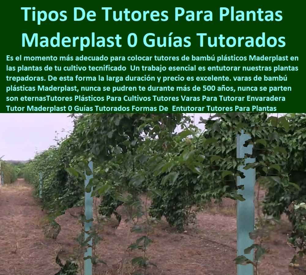 Tutores Plásticos  TUTOR DE PLÁSTICO PARA CULTIVAR TÉCNICAMENTE 0 TUTORES PARA PLANTAS Y HORTALIZAS 0 ESTACONES TUTORES POSTES DE BAMBÚ GUADUA 0 Tutor Plásticos Para Cultivar El Huerto 0 Vara Tutor De Madera Plástica Para Cultivar Flores 0 Entutorado Tutor Sintético Para Cultivar Pitayas 0 Tutores Fibra De Vidrio Plástico Para Cultivar Uvas 0 Tutor De Emparrado Plástico Para Cultivar Maracuyá 0 Tutor Con Espaldera Para Cultivar Arveja 0 Tutor Para Cultivar Frijol 0 Tutor Para Cultivar Tomates 0 Tutores De Plástico Para Sujetar Plantas 0 Tutor De Plástico Para Cultivar Eficientemente 0 Para Cultivo De Granadilla Maderplast 0 ¿Cómo Se Llama El Cultivo De Flores 0 Tutores Cilíndricos Resistencia A La Intemperie 0 Cómo Cultivar Flores Para Vender 0 Tutores Cilíndricos Fibra De Vidrio 0 ¿Cómo Entutorar Pepino Tutores Plásticos Para Cultivo De Granadilla Maderplast 0 ¿Cómo Se Llama El Cultivo De Flores 0 Tutores Cilíndricos Resistencia A La Intemperie 0 Cómo Cultivar Flores Para Vender 0 Tutores Cilíndricos Fibra De Vidrio 0 ¿Cómo Entutorar Pepino