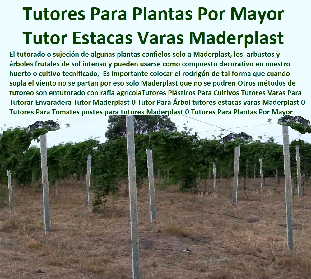 Tutores Plásticos Para Cultivo  TUTOR DE PLÁSTICO PARA CULTIVAR TÉCNICAMENTE 0 TUTORES PARA PLANTAS Y HORTALIZAS 0 ESTACONES TUTORES POSTES DE BAMBÚ GUADUA 0 Tutor Plásticos Para Cultivar El Huerto 0 Vara Tutor De Madera Plástica Para Cultivar Flores 0 Entutorado Tutor Sintético Para Cultivar Pitayas 0 Tutores Fibra De Vidrio Plástico Para Cultivar Uvas 0 Tutor De Emparrado Plástico Para Cultivar Maracuyá 0 Tutor Con Espaldera Para Cultivar Arveja 0 Tutor Para Cultivar Frijol 0 Tutor Para Cultivar Tomates 0 Tutores De Plástico Para Sujetar Plantas 0 Tutor De Plástico Para Cultivar Eficientemente 0 De Granadilla Maderplast 0 Estacones, Tutores Y Postes De Plástico 0 Maderplast es el sistema que facilita de manera elegante de exhibidores y tutores Como entutorar un Árbol, distintos tipos de tutores fuertes Tutores Plásticos Para Cultivo De Granadilla Maderplast 0 Estacones, Tutores Y Postes De Plástico 0 Maderplast es el sistema que facilita de manera elegante de exhibidores y tutores Como entutorar un Árbol, distintos tipos de tutores fuertes