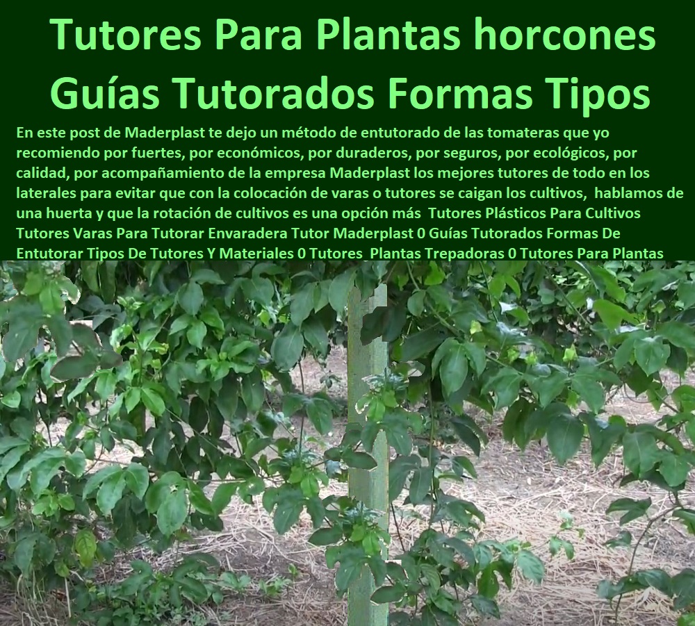 Tutores Plásticos Para  TUTOR DE PLÁSTICO PARA CULTIVAR TÉCNICAMENTE 0 TUTORES PARA PLANTAS Y HORTALIZAS 0 ESTACONES TUTORES POSTES DE BAMBÚ GUADUA 0 Tutor Plásticos Para Cultivar El Huerto 0 Vara Tutor De Madera Plástica Para Cultivar Flores 0 Entutorado Tutor Sintético Para Cultivar Pitayas 0 Tutores Fibra De Vidrio Plástico Para Cultivar Uvas 0 Tutor De Emparrado Plástico Para Cultivar Maracuyá 0 Tutor Con Espaldera Para Cultivar Arveja 0 Tutor Para Cultivar Frijol 0 Tutor Para Cultivar Tomates 0 Tutores De Plástico Para Sujetar Plantas 0 Tutor De Plástico Para Cultivar Eficientemente 0 Cultivo De Granadilla Maderplast 0 Estacones, Tutores Y Postes De Plástico 0 ¿Qué Tipo De Flores Se Pueden Cultivar En Un Invernadero 0 Cultivo De Flores Pdf Tutores Cilíndricos Muy Robustos 0 Lilium 0 Tutores Plástico Tutores Plásticos Para Cultivo De Granadilla Maderplast 0 Estacones, Tutores Y Postes De Plástico 0 ¿Qué Tipo De Flores Se Pueden Cultivar En Un Invernadero 0 Cultivo De Flores Pdf Tutores Cilíndricos Muy Robustos 0 Lilium 0 Tutores Plástico