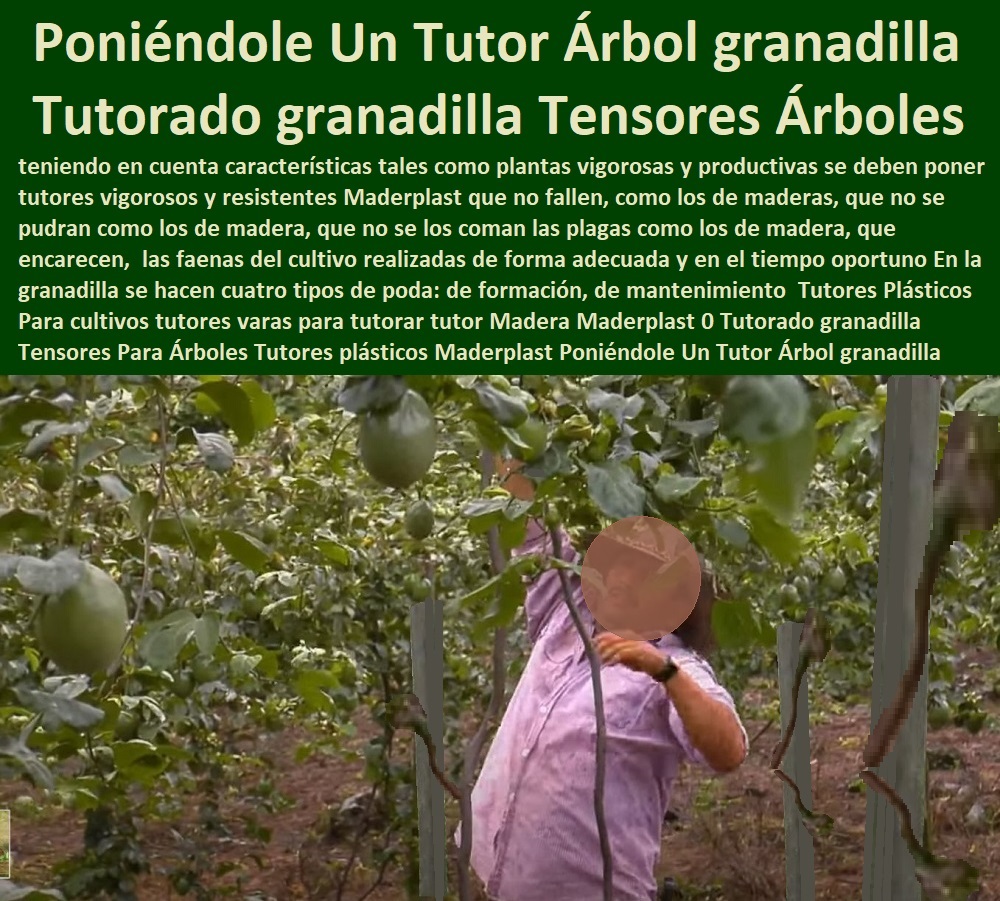 Tutores Plásticos Para Cultivo De Granadilla  TUTOR DE PLÁSTICO PARA CULTIVAR TÉCNICAMENTE 0 TUTORES PARA PLANTAS Y HORTALIZAS 0 ESTACONES TUTORES POSTES DE BAMBÚ GUADUA 0 Tutor Plásticos Para Cultivar El Huerto 0 Vara Tutor De Madera Plástica Para Cultivar Flores 0 Entutorado Tutor Sintético Para Cultivar Pitayas 0 Tutores Fibra De Vidrio Plástico Para Cultivar Uvas 0 Tutor De Emparrado Plástico Para Cultivar Maracuyá 0 Tutor Con Espaldera Para Cultivar Arveja 0 Tutor Para Cultivar Frijol 0 Tutor Para Cultivar Tomates 0 Tutores De Plástico Para Sujetar Plantas 0 Tutor De Plástico Para Cultivar Eficientemente 0 Maderplast 0 Podemos Elegir Muchos Sistemas De Entutorado Para Las Judías Pero La Mejor Inversión Es Maderplast, Dependiendo De Cuántas Líneas De Cultivo Pongamos De Judías De Las Plantas Tutores Tutores Plásticos Para Cultivo De Granadilla Maderplast 0 Podemos Elegir Muchos Sistemas De Entutorado Para Las Judías Pero La Mejor Inversión Es Maderplast, Dependiendo De Cuántas Líneas De Cultivo Pongamos De Judías De Las Plantas Tutores