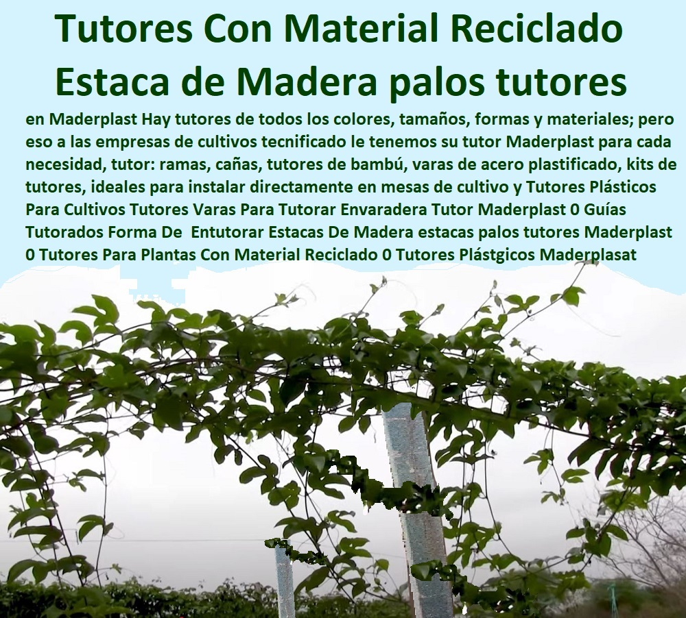 Tutores Plásticos Para Cultivo De Granadilla Maderplast  TUTOR DE PLÁSTICO PARA CULTIVAR TÉCNICAMENTE 0 TUTORES PARA PLANTAS Y HORTALIZAS 0 ESTACONES TUTORES POSTES DE BAMBÚ GUADUA 0 Tutor Plásticos Para Cultivar El Huerto 0 Vara Tutor De Madera Plástica Para Cultivar Flores 0 Entutorado Tutor Sintético Para Cultivar Pitayas 0 Tutores Fibra De Vidrio Plástico Para Cultivar Uvas 0 Tutor De Emparrado Plástico Para Cultivar Maracuyá 0 Tutor Con Espaldera Para Cultivar Arveja 0 Tutor Para Cultivar Frijol 0 Tutor Para Cultivar Tomates 0 Tutores De Plástico Para Sujetar Plantas 0 Tutor De Plástico Para Cultivar Eficientemente 0 0 Protección De Plantas Palos Varas Maderplast 0 Método De Tutores En El Cultivo De La Pitahaya 0 Como Iniciar Un Invernadero De Flores 0 Tipos De Tutorados En Plantas 0 Tutorado Tutor Tutores Plásticos Para Cultivo De Granadilla Maderplast 0 Protección De Plantas Palos Varas Maderplast 0 Método De Tutores En El Cultivo De La Pitahaya 0 Como Iniciar Un Invernadero De Flores 0 Tipos De Tutorados En Plantas 0 Tutorado Tutor