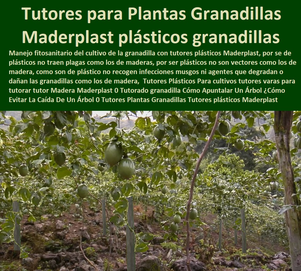 Tutores Plásticos Para Cultivo De Granadilla Maderplast 0  TUTOR DE PLÁSTICO PARA CULTIVAR TÉCNICAMENTE 0 TUTORES PARA PLANTAS Y HORTALIZAS 0 ESTACONES TUTORES POSTES DE BAMBÚ GUADUA 0 Tutor Plásticos Para Cultivar El Huerto 0 Vara Tutor De Madera Plástica Para Cultivar Flores 0 Entutorado Tutor Sintético Para Cultivar Pitayas 0 Tutores Fibra De Vidrio Plástico Para Cultivar Uvas 0 Tutor De Emparrado Plástico Para Cultivar Maracuyá 0 Tutor Con Espaldera Para Cultivar Arveja 0 Tutor Para Cultivar Frijol 0 Tutor Para Cultivar Tomates 0 Tutores De Plástico Para Sujetar Plantas 0 Tutor De Plástico Para Cultivar Eficientemente 0 Que Permiten La Siembra Sin Dañar Nuestros Bosques, En Colombia, Los Principales Lugares De Cultivo Del Tomate De Árbol Son Muchos Y Cada Cultivo Utiliza Más De Un Millar De Árboles 0 Tutores Plásticos Para Cultivo De Granadilla Maderplast 0 Que Permiten La Siembra Sin Dañar Nuestros Bosques, En Colombia, Los Principales Lugares De Cultivo Del Tomate De Árbol Son Muchos Y Cada Cultivo Utiliza Más De Un Millar De Árboles 0