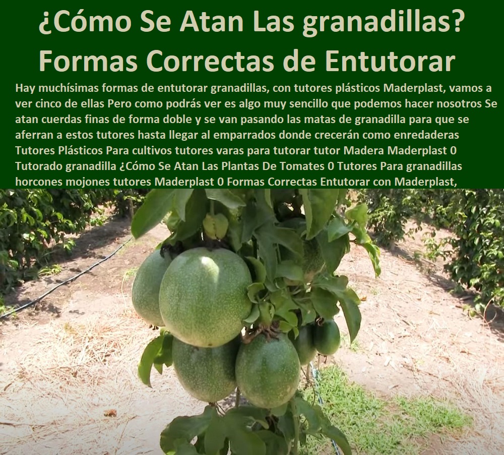 Tutores Plásticos Para Cultivo De Granadilla Maderplast 0 Tutor de  TUTOR DE PLÁSTICO PARA CULTIVAR TÉCNICAMENTE 0 TUTORES PARA PLANTAS Y HORTALIZAS 0 ESTACONES TUTORES POSTES DE BAMBÚ GUADUA 0 Tutor Plásticos Para Cultivar El Huerto 0 Vara Tutor De Madera Plástica Para Cultivar Flores 0 Entutorado Tutor Sintético Para Cultivar Pitayas 0 Tutores Fibra De Vidrio Plástico Para Cultivar Uvas 0 Tutor De Emparrado Plástico Para Cultivar Maracuyá 0 Tutor Con Espaldera Para Cultivar Arveja 0 Tutor Para Cultivar Frijol 0 Tutor Para Cultivar Tomates 0 Tutores De Plástico Para Sujetar Plantas 0 Tutor De Plástico Para Cultivar Eficientemente 0 plástico para Cultivar uvas 0 renta de tutores varilla 0 Tutor de plástico para Cultivar económicamente 0 tipos de tutorados agrícolas 0 Soporte De La Planta, Llamados Tutor Tutores Plásticos Para Cultivo De Granadilla Maderplast 0 Tutor de plástico para Cultivar uvas 0 renta de tutores varilla 0 Tutor de plástico para Cultivar económicamente 0 tipos de tutorados agrícolas 0 Soporte De La Planta, Llamados Tutor