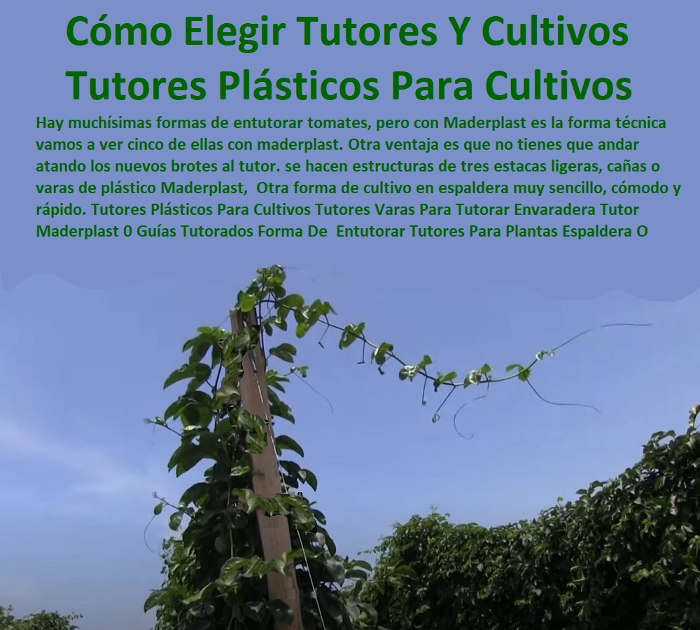 Tutores Plásticos Para Cultivo De Granadilla Maderplast 0 Tutorado En Caballete 0 TUTOR DE PLÁSTICO PARA CULTIVAR TÉCNICAMENTE 0 TUTORES PARA PLANTAS Y HORTALIZAS 0 ESTACONES TUTORES POSTES DE BAMBÚ GUADUA 0 Tutor Plásticos Para Cultivar El Huerto 0 Vara Tutor De Madera Plástica Para Cultivar Flores 0 Entutorado Tutor Sintético Para Cultivar Pitayas 0 Tutores Fibra De Vidrio Plástico Para Cultivar Uvas 0 Tutor De Emparrado Plástico Para Cultivar Maracuyá 0 Tutor Con Espaldera Para Cultivar Arveja 0 Tutor Para Cultivar Frijol 0 Tutor Para Cultivar Tomates 0 Tutores De Plástico Para Sujetar Plantas 0 Tutor De Plástico Para Cultivar Eficientemente 0  como hacer una pérgola para una parra 0 soporte para parra de uva 0 Tutores metálicos para agricultura profesional 0 Tutor de plástico de Cultivar técnicamente Tutores Plásticos Para Cultivo De Granadilla Maderplast 0 Tutorado En Caballete 0 como hacer una pérgola para una parra 0 soporte para parra de uva 0 Tutores metálicos para agricultura profesional 0 Tutor de plástico de Cultivar técnicamente