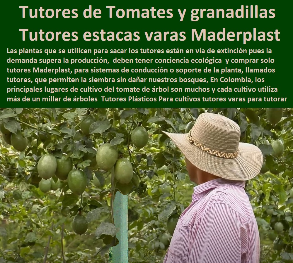Tutores Plásticos Para Cultivo De Granadilla Maderplast 0 Tutores cilíndricos RIGIDEZ 0  TUTOR DE PLÁSTICO PARA CULTIVAR TÉCNICAMENTE 0 TUTORES PARA PLANTAS Y HORTALIZAS 0 ESTACONES TUTORES POSTES DE BAMBÚ GUADUA 0 Tutor Plásticos Para Cultivar El Huerto 0 Vara Tutor De Madera Plástica Para Cultivar Flores 0 Entutorado Tutor Sintético Para Cultivar Pitayas 0 Tutores Fibra De Vidrio Plástico Para Cultivar Uvas 0 Tutor De Emparrado Plástico Para Cultivar Maracuyá 0 Tutor Con Espaldera Para Cultivar Arveja 0 Tutor Para Cultivar Frijol 0 Tutor Para Cultivar Tomates 0 Tutores De Plástico Para Sujetar Plantas 0 Tutor De Plástico Para Cultivar Eficientemente 0 Estacones, tutores y postes de pvc 0 Fábrica de tutores en PP REVOLUCIONARIO para vid 0 Tutores Tienda Online Comprar en línea WhatsApp Tutores Plásticos  Tutores Plásticos Para Cultivo De Granadilla Maderplast 0 Tutores cilíndricos RIGIDEZ 0 Estacones, tutores y postes de pvc 0 Fábrica de tutores en PP REVOLUCIONARIO para vid 0 Tutores Tienda Online Comprar en línea WhatsApp Tutores Plásticos 
