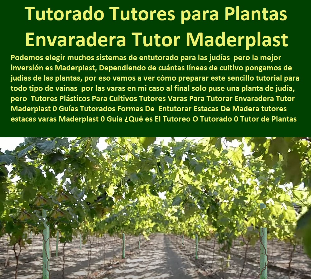 Tutores Plásticos Para Cultivo De Granadilla Maderplast 0 Tutores metálicos para agricultura profesional 0  TUTOR DE PLÁSTICO PARA CULTIVAR TÉCNICAMENTE 0 TUTORES PARA PLANTAS Y HORTALIZAS 0 ESTACONES TUTORES POSTES DE BAMBÚ GUADUA 0 Tutor Plásticos Para Cultivar El Huerto 0 Vara Tutor De Madera Plástica Para Cultivar Flores 0 Entutorado Tutor Sintético Para Cultivar Pitayas 0 Tutores Fibra De Vidrio Plástico Para Cultivar Uvas 0 Tutor De Emparrado Plástico Para Cultivar Maracuyá 0 Tutor Con Espaldera Para Cultivar Arveja 0 Tutor Para Cultivar Frijol 0 Tutor Para Cultivar Tomates 0 Tutores De Plástico Para Sujetar Plantas 0 Tutor De Plástico Para Cultivar Eficientemente 0 Producción de tutor plástico derivados de envases de reciclaje de plásticos 0 Tutores cilíndricos Alta resistencia mecánica 0 Cable Vía 0 Tutores Plásticos Para Cultivo De Granadilla Maderplast 0 Tutores metálicos para agricultura profesional 0 Producción de tutor plastico derivados de envases de reciclaje de plásticos 0 Tutores cilíndricos Alta resistencia mecánica 0 Cable Vía 0 