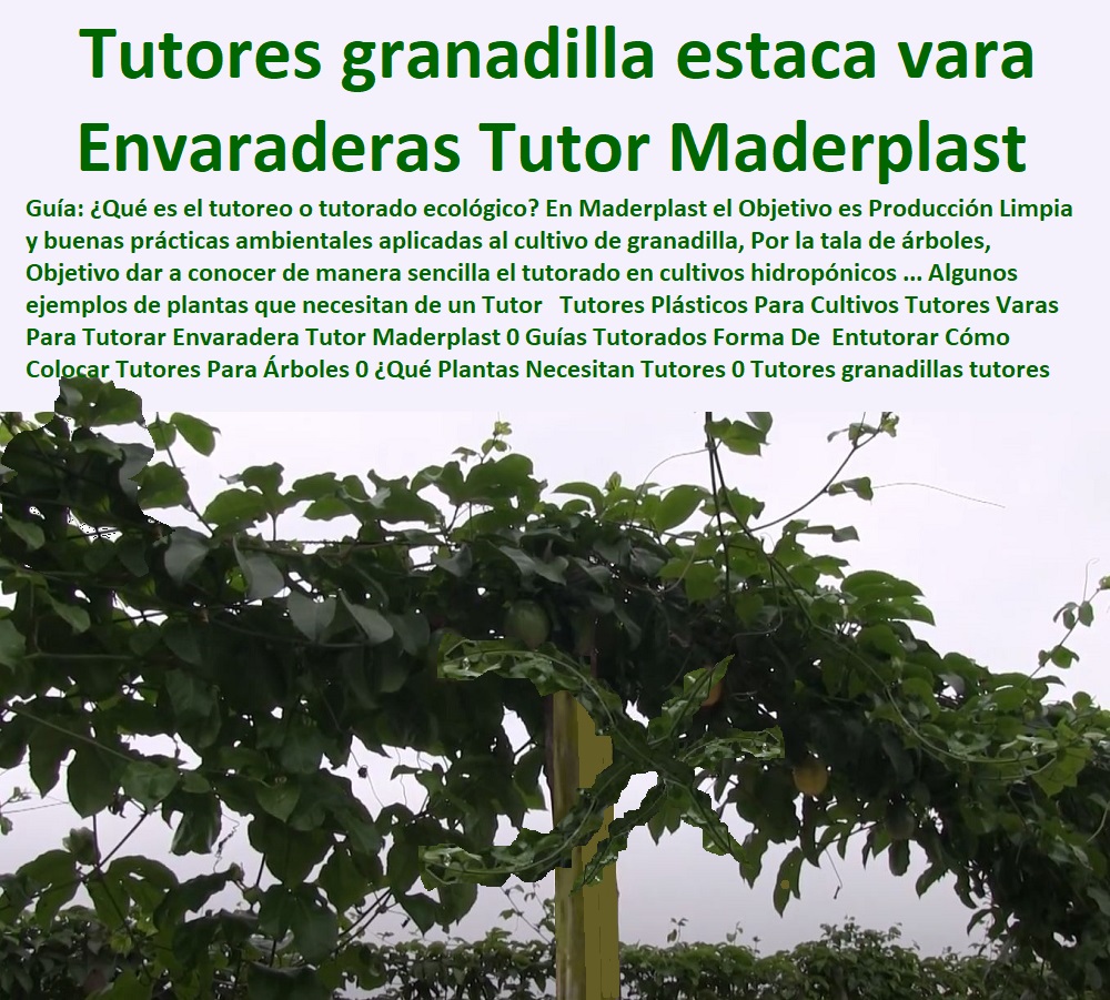 Tutores Plásticos Para Cultivo  TUTOR DE PLÁSTICO PARA CULTIVAR TÉCNICAMENTE 0 TUTORES PARA PLANTAS Y HORTALIZAS 0 ESTACONES TUTORES POSTES DE BAMBÚ GUADUA 0 Tutor Plásticos Para Cultivar El Huerto 0 Vara Tutor De Madera Plástica Para Cultivar Flores 0 Entutorado Tutor Sintético Para Cultivar Pitayas 0 Tutores Fibra De Vidrio Plástico Para Cultivar Uvas 0 Tutor De Emparrado Plástico Para Cultivar Maracuyá 0 Tutor Con Espaldera Para Cultivar Arveja 0 Tutor Para Cultivar Frijol 0 Tutor Para Cultivar Tomates 0 Tutores De Plástico Para Sujetar Plantas 0 Tutor De Plástico Para Cultivar Eficientemente 0 De Granadilla Maderplast 0 para sus cultivos tecnificados 0 Freesia 0 Estacones, tutores y postes de pvc 0 Tutor De Plástico Para Cultivar El Huerto 0 Renta De Tutores Ideal Para Entura 0 Entutorado Protección Tutores Plásticos Para Cultivo De Granadilla Maderplast 0 para sus cultivos tecnificados 0 Freesia 0 Estacones, tutores y postes de pvc 0 Tutor De Plástico Para Cultivar El Huerto 0 Renta De Tutores Ideal Para Entura 0 Entutorado Protección