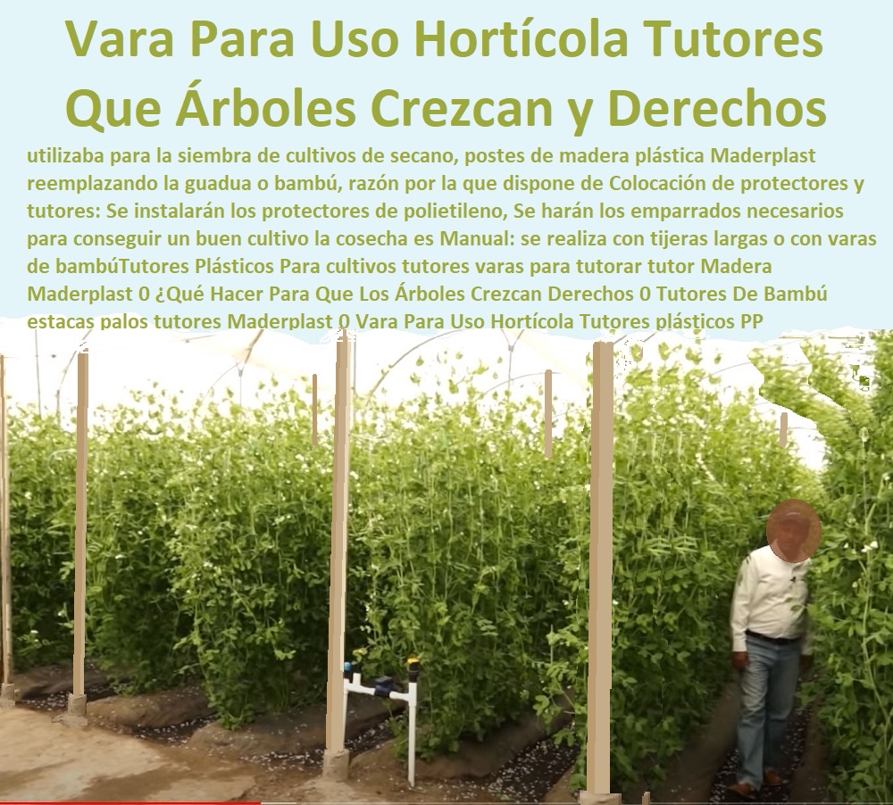 Tutores Plásticos Para Cultivos De Maracuyá Maderplast 0 ¿Cuándo Es El Tiempo De Podar Las Parras 0 como entutorar una parra 0 tutorado pdf 0  TUTOR DE PLÁSTICO PARA CULTIVAR TÉCNICAMENTE 0 TUTORES PARA PLANTAS Y HORTALIZAS 0 ESTACONES TUTORES POSTES DE BAMBÚ GUADUA 0 Tutor Plásticos Para Cultivar El Huerto 0 Vara Tutor De Madera Plástica Para Cultivar Flores 0 Entutorado Tutor Sintético Para Cultivar Pitayas 0 Tutores Fibra De Vidrio Plástico Para Cultivar Uvas 0 Tutor De Emparrado Plástico Para Cultivar Maracuyá 0 Tutor Con Espaldera Para Cultivar Arveja 0 Tutor Para Cultivar Frijol 0 Tutor Para Cultivar Tomates 0 Tutores De Plástico Para Sujetar Plantas 0 Tutor De Plástico Para Cultivar Eficientemente 0 proceso de crecimiento de la uva 0 Como Sembrar Habichuelas En Macetas 0 como guiar una parra Tutor Tutores Plásticos Para Cultivos De Maracuyá Maderplast 0 ¿Cuándo Es El Tiempo De Podar Las Parras 0 como entutorar una parra 0 tutorado pdf 0 proceso de crecimiento de la uva 0 Como Sembrar Habichuelas En Macetas 0 como guiar una parra Tutor