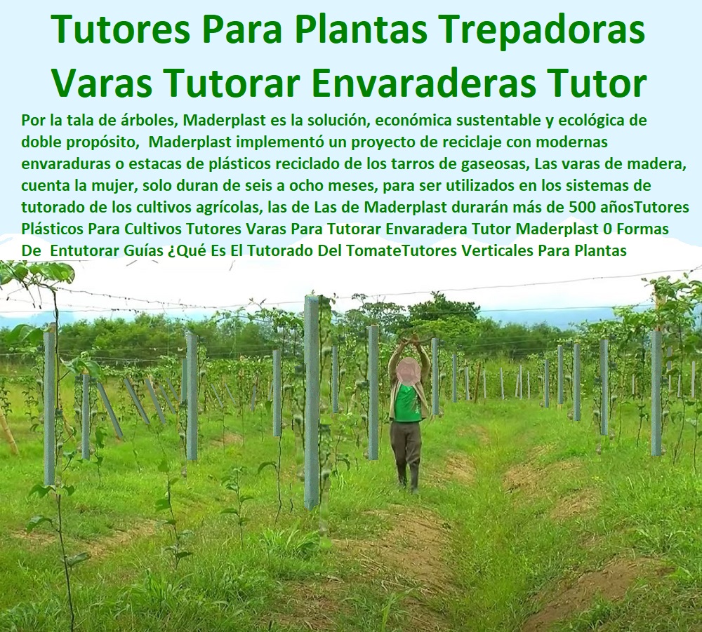 Tutores Plásticos Para Cultivos De Maracuyá Maderplast 0 Estacones, Tutores Y Postes De Bambú 0 Maderplast es el sistema que facilita de manera elegante de exhibidores y tutores La sujeción de las plantas o TUTOR DE PLÁSTICO PARA CULTIVAR TÉCNICAMENTE 0 TUTORES PARA PLANTAS Y HORTALIZAS 0 ESTACONES TUTORES POSTES DE BAMBÚ GUADUA 0 Tutor Plásticos Para Cultivar El Huerto 0 Vara Tutor De Madera Plástica Para Cultivar Flores 0 Entutorado Tutor Sintético Para Cultivar Pitayas 0 Tutores Fibra De Vidrio Plástico Para Cultivar Uvas 0 Tutor De Emparrado Plástico Para Cultivar Maracuyá 0 Tutor Con Espaldera Para Cultivar Arveja 0 Tutor Para Cultivar Frijol 0 Tutor Para Cultivar Tomates 0 Tutores De Plástico Para Sujetar Plantas 0 Tutor De Plástico Para Cultivar Eficientemente 0  tutorados de árboles plantas Flor Tutores Plásticos Para Cultivos De Maracuyá Maderplast 0 Estacones, Tutores Y Postes De Bambú 0 Maderplast es el sistema que facilita de manera elegante de exhibidores y tutores La sujeción de las plantas o tutorados de árboles plantas Flor