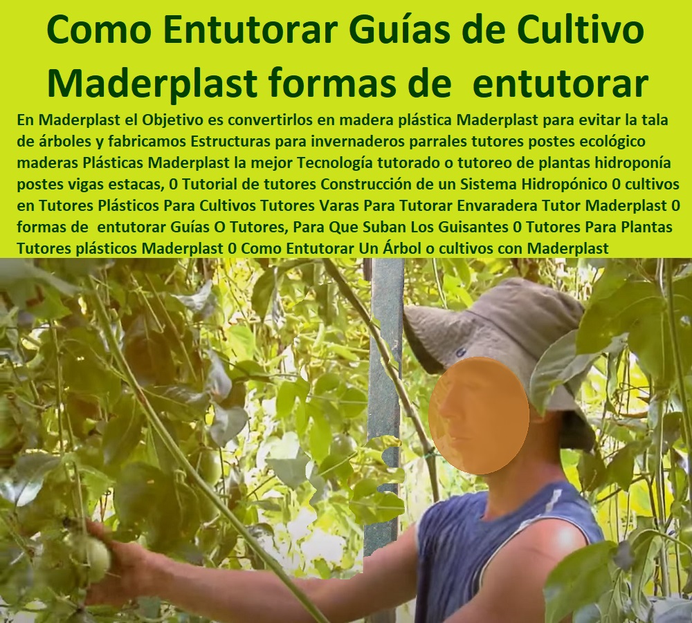 Tutores Plásticos Para Cultivos De Maracuyá Maderplast 0 Estacones, Tutores Y Postes De Polipropileno 0 ¿Cuál Es El Proceso Para Cultivar Las Flores 0 Garbera 0 Como Iniciar Un Invernadero De Flores 0  TUTOR DE PLÁSTICO PARA CULTIVAR TÉCNICAMENTE 0 TUTORES PARA PLANTAS Y HORTALIZAS 0 ESTACONES TUTORES POSTES DE BAMBÚ GUADUA 0 Tutor Plásticos Para Cultivar El Huerto 0 Vara Tutor De Madera Plástica Para Cultivar Flores 0 Entutorado Tutor Sintético Para Cultivar Pitayas 0 Tutores Fibra De Vidrio Plástico Para Cultivar Uvas 0 Tutor De Emparrado Plástico Para Cultivar Maracuyá 0 Tutor Con Espaldera Para Cultivar Arveja 0 Tutor Para Cultivar Frijol 0 Tutor Para Cultivar Tomates 0 Tutores De Plástico Para Sujetar Plantas 0 Tutor De Plástico Para Cultivar Eficientemente 0 Clavel 0 Madera Maderplast Tutores Pvc 0 Tutores Plásticos Para Cultivos De Maracuyá Maderplast 0 Estacones, Tutores Y Postes De Polipropileno 0 ¿Cuál Es El Proceso Para Cultivar Las Flores 0 Gerbera 0 Como Iniciar Un Invernadero De Flores 0 Clavel 0 Madera Maderplast Tutores Pvc 0