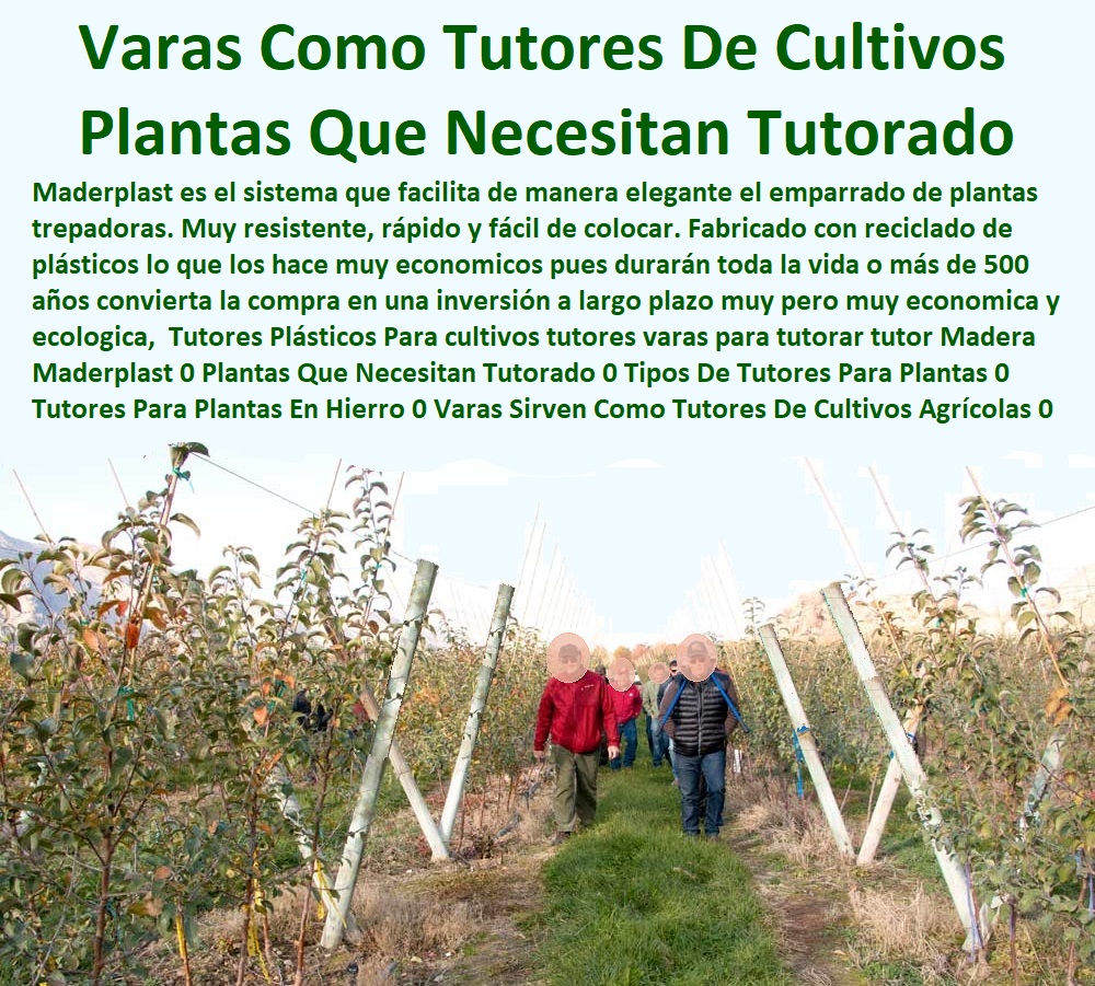 Tutores Plásticos Para Cultivos De Maracuyá Maderplast 0  TUTOR PLÁSTICOS PARA CULTIVAR EL HUERTO 0 VARA TUTOR DE MADERA PLÁSTICA PARA CULTIVAR FLORES 0 Entutorado Tutor Sintético Para Cultivar Pitayas 0 Tutores Fibra De Vidrio Plástico Para Cultivar Uvas 0 Tutor De Emparrado Plástico Para Cultivar Maracuyá 0 Tutor Con Espaldera Para Cultivar Arveja 0 Tutor Para Cultivar Frijol 0 Tutor Para Cultivar Tomates 0 Tutores De Plástico Para Sujetar Plantas 0 Tutor De Plástico Para Cultivar Eficientemente 0 Tutor De Plástico Para Cultivar Técnicamente 0 Tutores Para Plantas Y Hortalizas 0 Estacones Tutores Postes De Bambú Guadua 0 Tutor de plástico para Cultivar económicamente 0 Tipos De Invernaderos Para Flores 0 Tulipán 0 Semillas De Chauchas 0 Estacones, tutores y postes de bambú 0 alquiler de tutores varilla Tutores Plásticos Para Cultivos De Maracuyá Maderplast 0 Tutor de plástico para Cultivar económicamente 0 Tipos De Invernaderos Para Flores 0 Tulipán 0 Semillas De Chauchas 0 Estacones, tutores y postes de bambú 0 alquiler de tutores varilla