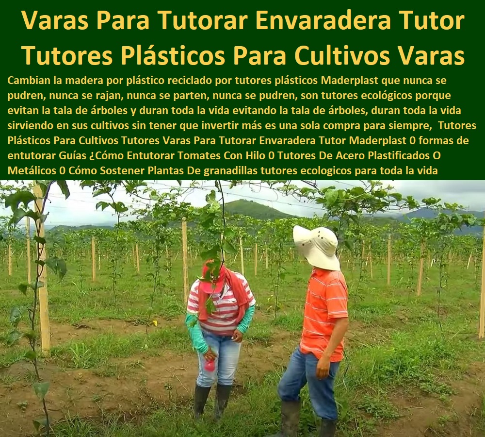 Tutores Plásticos Para Cultivos De Maracuyá Maderplast 0  TUTOR PLÁSTICOS PARA CULTIVAR EL HUERTO 0 VARA TUTOR DE MADERA PLÁSTICA PARA CULTIVAR FLORES 0 Entutorado Tutor Sintético Para Cultivar Pitayas 0 Tutores Fibra De Vidrio Plástico Para Cultivar Uvas 0 Tutor De Emparrado Plástico Para Cultivar Maracuyá 0 Tutor Con Espaldera Para Cultivar Arveja 0 Tutor Para Cultivar Frijol 0 Tutor Para Cultivar Tomates 0 Tutores De Plástico Para Sujetar Plantas 0 Tutor De Plástico Para Cultivar Eficientemente 0 Tutor De Plástico Para Cultivar Técnicamente 0 Tutores Para Plantas Y Hortalizas 0 Estacones Tutores Postes De Bambú Guadua 0 Tutores De Pvc Baratos 0 Madera Maderplast Tutores De Pe Baratos 0 Tutor Varilla Plástico Efecto Bambú 0 Estacones, Tutores Y Postes De Reciclaje 0 Estacones, Tutores Y Postes De Bambú Tutores Plásticos Para Cultivos De Maracuyá Maderplast 0 Tutores De Pvc Baratos 0 Madera Maderplast Tutores De Pe Baratos 0 Tutor Varilla Plástico Efecto Bambú 0 Estacones, Tutores Y Postes De Reciclaje 0 Estacones, Tutores Y Postes De Bambú