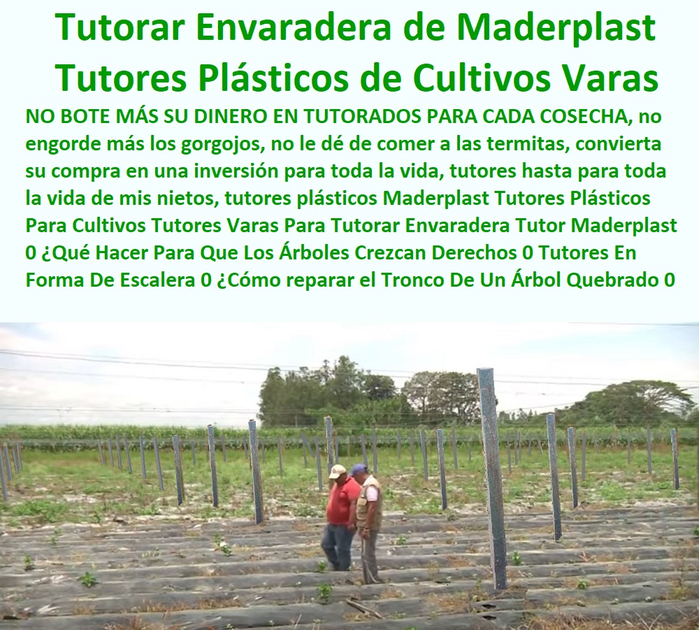 Tutores Plásticos Para Cultivos De Maracuyá Maderplast 0 como hacer un tutor de fibra de coco 0 Tutores plástico segunda mano huertas 0 Tutor Varilla Plástico Efecto Bambú 0 TUTOR DE PLÁSTICO PARA CULTIVAR TÉCNICAMENTE 0 TUTORES PARA PLANTAS Y HORTALIZAS 0 ESTACONES TUTORES POSTES DE BAMBÚ GUADUA 0 Tutor Plásticos Para Cultivar El Huerto 0 Vara Tutor De Madera Plástica Para Cultivar Flores 0 Entutorado Tutor Sintético Para Cultivar Pitayas 0 Tutores Fibra De Vidrio Plástico Para Cultivar Uvas 0 Tutor De Emparrado Plástico Para Cultivar Maracuyá 0 Tutor Con Espaldera Para Cultivar Arveja 0 Tutor Para Cultivar Frijol 0 Tutor Para Cultivar Tomates 0 Tutores De Plástico Para Sujetar Plantas 0 Tutor De Plástico Para Cultivar Eficientemente 0  Tutores de plástico para sujetar plantas 0 Tutores Plásticos peras Tutores Plásticos Para Cultivos De Maracuyá Maderplast 0 como hacer un tutor de fibra de coco 0 Tutores plastico segunda mano huertas 0 Tutor Varilla Plástico Efecto Bambú 0 Tutores de plástico para sujetar plantas 0 Tutores Plásticos peras