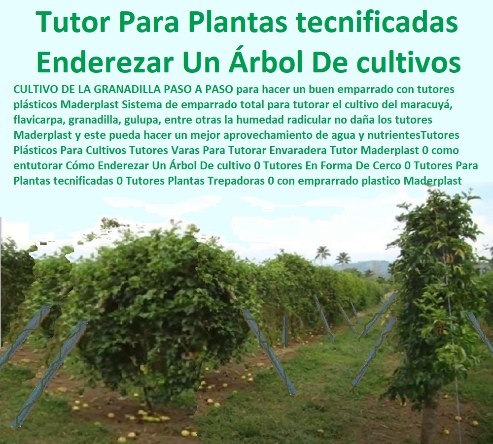 Tutores Plásticos Para Cultivos De Maracuyá Maderplast 0 tutores  TUTOR PLÁSTICOS PARA CULTIVAR EL HUERTO 0 VARA TUTOR DE MADERA PLÁSTICA PARA CULTIVAR FLORES 0 Entutorado Tutor Sintético Para Cultivar Pitayas 0 Tutores Fibra De Vidrio Plástico Para Cultivar Uvas 0 Tutor De Emparrado Plástico Para Cultivar Maracuyá 0 Tutor Con Espaldera Para Cultivar Arveja 0 Tutor Para Cultivar Frijol 0 Tutor Para Cultivar Tomates 0 Tutores De Plástico Para Sujetar Plantas 0 Tutor De Plástico Para Cultivar Eficientemente 0 Tutor De Plástico Para Cultivar Técnicamente 0 Tutores Para Plantas Y Hortalizas 0 Estacones Tutores Postes De Bambú Guadua 0 plásticos de color verde Maderplast 0 Invernadero De Flores En Casa 0 postes de madera 9 metros precio 0 como hacer estructura para parra de uvas 0 tutores para plantas Tutores  Tutores Plásticos Para Cultivos De Maracuyá Maderplast 0 tutores plásticos de color verde Maderplast 0 Invernadero De Flores En Casa 0 postes de madera 9 metros precio 0 como hacer estructura para parra de uvas 0 tutores para plantas Tutores 