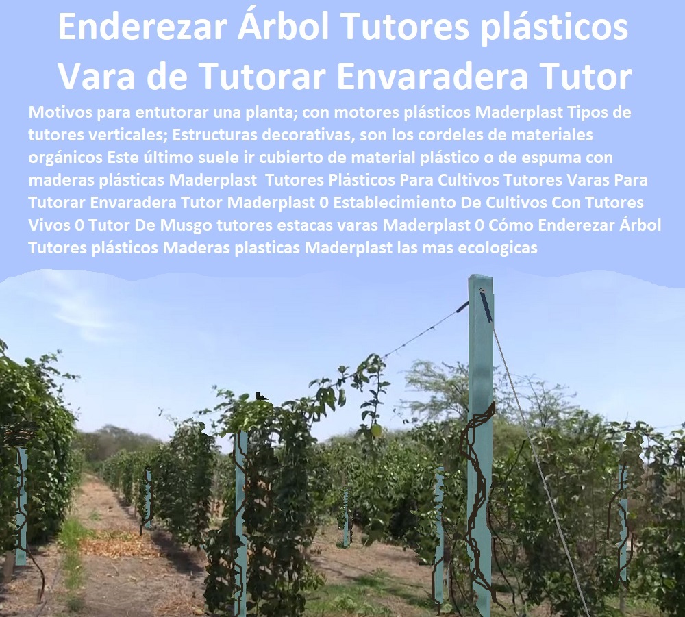 Tutores Plásticos Para Cultivos Varas Tutorado De Maracuyá Maderplast 0  TUTOR PLÁSTICOS PARA CULTIVAR EL HUERTO 0 VARA TUTOR DE MADERA PLÁSTICA PARA CULTIVAR FLORES 0 Entutorado Tutor Sintético Para Cultivar Pitayas 0 Tutores Fibra De Vidrio Plástico Para Cultivar Uvas 0 Tutor De Emparrado Plástico Para Cultivar Maracuyá 0 Tutor Con Espaldera Para Cultivar Arveja 0 Tutor Para Cultivar Frijol 0 Tutor Para Cultivar Tomates 0 Tutores De Plástico Para Sujetar Plantas 0 Tutor De Plástico Para Cultivar Eficientemente 0 Tutor De Plástico Para Cultivar Técnicamente 0 Tutores Para Plantas Y Hortalizas 0 Estacones Tutores Postes De Bambú Guadua 0 Tutor de plástico para Cultivar eficientemente 0 ¿Cuánto tiempo tarda en dar uvas una parra 0 Tutores De Plástico Para Guiar El Crecimiento 0 Postes de madera para cerca Tutores Plásticos Para Cultivos Varas Tutorado De Maracuyá Maderplast 0 Tutor de plástico para Cultivar eficientemente 0 ¿Cuánto tiempo tarda en dar uvas una parra 0 Tutores De Plástico Para Guiar El Crecimiento 0 Postes de madera para cerca