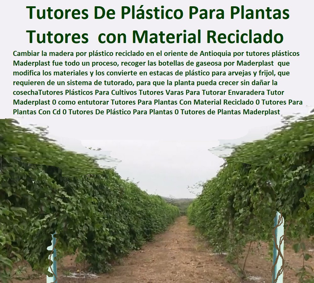 Tutores Plásticos Para Cultivos Varas Tutorado De Maracuyá Maderplast 0 Tutor de plástico para Cultivar únicamente 0  TUTOR PLÁSTICOS PARA CULTIVAR EL HUERTO 0 VARA TUTOR DE MADERA PLÁSTICA PARA CULTIVAR FLORES 0 Entutorado Tutor Sintético Para Cultivar Pitayas 0 Tutores Fibra De Vidrio Plástico Para Cultivar Uvas 0 Tutor De Emparrado Plástico Para Cultivar Maracuyá 0 Tutor Con Espaldera Para Cultivar Arveja 0 Tutor Para Cultivar Frijol 0 Tutor Para Cultivar Tomates 0 Tutores De Plástico Para Sujetar Plantas 0 Tutor De Plástico Para Cultivar Eficientemente 0 Tutor De Plástico Para Cultivar Técnicamente 0 Tutores Para Plantas Y Hortalizas 0 Estacones Tutores Postes De Bambú Guadua 0 Gladiolo 0 Fábrica de tutores en materiales plásticos de extrusión 0 madera Maderplast TUTORES DE PVC baratos Tutor plástico Tutores Plásticos Para Cultivos Varas Tutorado De Maracuyá Maderplast 0 Tutor de plástico para Cultivar únicamente 0 Gladiolo 0 Fábrica de tutores en materiales plásticos de extrusión 0 madera Maderplast TUTORES DE PVC baratos Tutor plástico