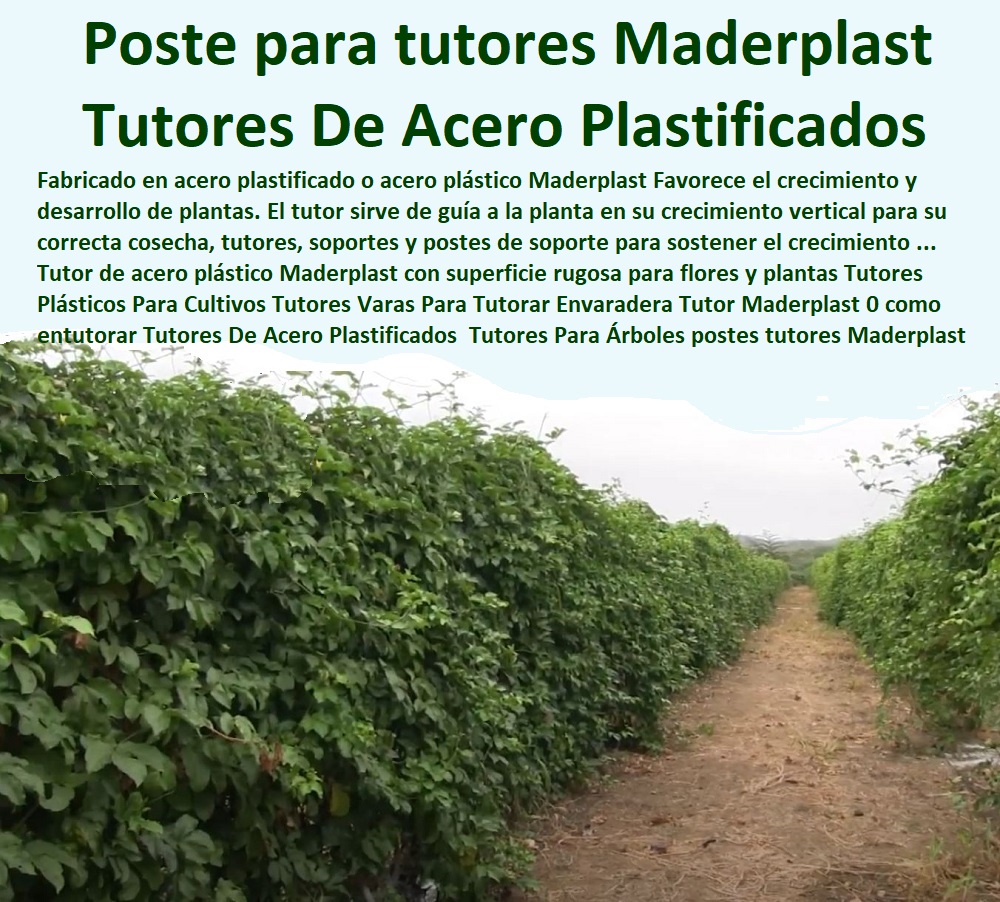 Tutores Plásticos Para Cultivos Varas Tutorado De Maracuyá Maderplast 0 tutorado o tutorado 0 ¿Cuándo Da Fruto El Zapallo 0  TUTOR PLÁSTICOS PARA CULTIVAR EL HUERTO 0 VARA TUTOR DE MADERA PLÁSTICA PARA CULTIVAR FLORES 0 Entutorado Tutor Sintético Para Cultivar Pitayas 0 Tutores Fibra De Vidrio Plástico Para Cultivar Uvas 0 Tutor De Emparrado Plástico Para Cultivar Maracuyá 0 Tutor Con Espaldera Para Cultivar Arveja 0 Tutor Para Cultivar Frijol 0 Tutor Para Cultivar Tomates 0 Tutores De Plástico Para Sujetar Plantas 0 Tutor De Plástico Para Cultivar Eficientemente 0 Tutor De Plástico Para Cultivar Técnicamente 0 Tutores Para Plantas Y Hortalizas 0 Estacones Tutores Postes De Bambú Guadua 0 Como Entutorar Tomates En Invernadero 0 Postes De Madera De Pino 0 ventajas y desventajas del tutorado 0 ¿Cómo hacer Tutores Plásticos Para Cultivos Varas Tutorado De Maracuyá Maderplast 0 tutorado o tutoreado 0 ¿Cuándo Da Fruto El Zapallo 0 Como Entutorar Tomates En Invernadero 0 Postes De Madera De Pino 0 ventajas y desventajas del tutorado 0 ¿Cómo hacer