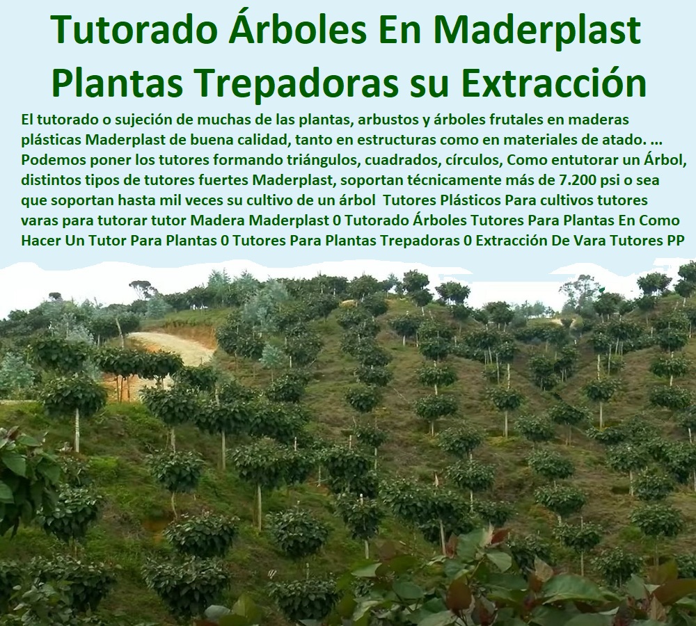 Tutores Plásticos Para cultivos tutores varas para tutorar tutor Madera Maderplast 0 Tutorado Árboles Tutores Para Plantas En Madera 0 Como Hacer Un Tutor Para Plantas 0  TUTOR PLÁSTICOS PARA CULTIVAR EL HUERTO 0 VARA TUTOR DE MADERA PLÁSTICA PARA CULTIVAR FLORES 0 Entutorado Tutor Sintético Para Cultivar Pitayas 0 Tutores Fibra De Vidrio Plástico Para Cultivar Uvas 0 Tutor De Emparrado Plástico Para Cultivar Maracuyá 0 Tutor Con Espaldera Para Cultivar Arveja 0 Tutor Para Cultivar Frijol 0 Tutor Para Cultivar Tomates 0 Tutores De Plástico Para Sujetar Plantas 0 Tutor De Plástico Para Cultivar Eficientemente 0 Tutor De Plástico Para Cultivar Técnicamente 0 Tutores Para Plantas Y Hortalizas 0 Estacones Tutores Postes De Bambú Guadua 0 Tutores Para Plantas Trepadoras 0 Extracción De Vara Tutores PP Tutores Plásticos Para cultivos tutores varas para tutorar tutor Madera Maderplast 0 Tutorado Árboles Tutores Para Plantas En Madera 0 Como Hacer Un Tutor Para Plantas 0 Tutores Para Plantas Trepadoras 0 Extracción De Vara Tutores PP