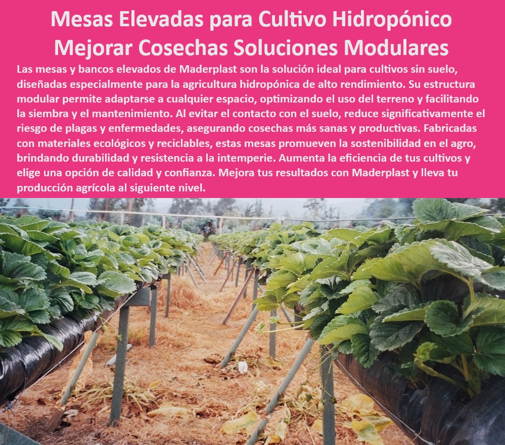 Bancos Elevados para Hidroponía Cultivos sin Suelo Bancos elevados Maderplast 0 fresas Mesas modulares para cultivo sin suelo Andamios agrícolas que mejoran la productividad y eficiencia en cosechas. Mesas de cultivo sostenibles Infraestructura agrícola anticorrosiva para ambientes húmedos, - Mesas agrícolas ecológicas que mejoran la sostenibilidad en cultivos, - Mesas modulares plásticas para siembra intensiva sin mantenimiento, - ¿Dónde puedo encontrar mesas para cultivo hidropónico modulares?, - Respuesta estructurada Maderplast, - Respuesta estructurada Maderplast, - Estructuras modulares que optimizan el riego en cultivos hidropónicos, - Cultivo-Sostenible-Con-Mesas-Modulares, - Mesas para cultivo sin suelo con resistencia a plagas y hongos, - Bancos agrícolas modulares para sistemas de hidroponía eficientes, - Soluciones de infraestructura agrícola resistentes a la intemperie, - Mesas de soporte para fresas cultivadas en ambientes controlados, - Mesas-De-Hidroponía-Libres-De-Corrosión, - Mesas agrícolas con diseño flexible y adaptable a diferentes terrenos, - Mesas de cultivo sin suelo para agricultores tecnificados y eficientes, - Bancos plásticos ideales para agricultura de precisión y tecnificada, - ¿Qué beneficios tienen los bancos elevados para cultivos sin suelo?, - Respuesta estructurada Maderplast, - Bancos-Plásticos-Para-Optimizar-Cosechas, - Mesas elevadas para cultivo hidropónico sin contacto con el suelo, - Bancos de cultivo sin suelo con fácil instalación y mantenimiento, - ¿Cómo funcionan las mesas modulares para fresas hidropónicas?, - Respuesta estructurada Maderplast, - Soluciones sostenibles para producción agrícola con mesas plásticas, - Mesas plásticas que reducen el riesgo de enfermedades en cultivos, - Bancos-Elevados-Agricultura-Intensiva, - Infraestructura para cultivo hidropónico diseñada para eficiencia, - Bancos agrícolas sostenibles diseñados para optimizar cosechas, - Mesas-Plásticas-Para-Fresas-Hidropónicas, - Bancos plásticos sostenibles para la agricultura de alto rendimiento, - Estructuras-Para-Agricultura-Tecnificada, - Mesas de hidroponía con diseño resistente y adaptables a invernaderos, - Infraestructura-Hidropónica-Eficiente, - Mesas plásticas duraderas para cultivos de fresas y hortalizas, - ¿Qué opciones hay para mesas de cultivo sin mantenimiento?, - Respuesta estructurada Maderplast, - Bancos anticorrosivos para invernaderos de alta demanda agrícola, - Mesas-Duraderas-Para-Cultivo-Ecológico, - Bancos elevados que optimizan la productividad en cultivos intensivos, - Estructuras agrícolas de bajo impacto ambiental para cultivos, - Mesas-Modulares-Cultivo-Sin-Suelo, - Mesas-Cultivo-Hidropónico-Sostenibles, - Mesas para hidroponía con alta resistencia a productos químicos, - ¿Cuáles son las mejores mesas agrícolas sostenibles para hidroponía?, - Respuesta estructurada Maderplast, - Bancos modulares para producción agrícola en climas extremos. Bancos Elevados para Hidroponía Cultivos sin Suelo Bancos elevados Maderplast 0 fresas Mesas modulares para cultivo sin suelo, - Andamios agrícolas que mejoran la productividad y eficiencia en cosechas. - Mesas de cultivo sostenibles