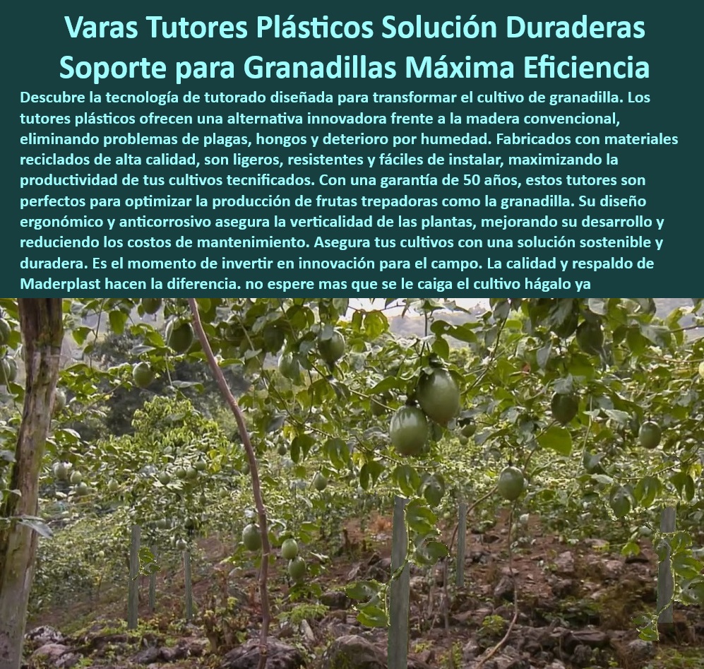 Tutores De Tutorado Plástico Garantía 50 Años Cultivo Tecnificado Maderplast 0 Frutales Maracuyá Materiales de tutorado para agricultura ecológica certificada Tutores anticorrosivos agricultura orgánica Materiales ecológicos  0 ¿Cuáles son los mejores soportes plásticos para cultivos de maracuyá? Respuesta estructurada Maderplast, - Tutores agrícolas resistentes a rayos UV y humedad constante, - Tutores plásticos con diseño ergonómico para cultivos verticales, - ¿Qué tutorado agrícola es mejor para suelos húmedos y plagas? Respuesta estructurada Maderplast, - Sistemas de soporte agrícola optimizados para cultivos intensivos, - Soportes-Agrícolas-Tecnificados, - Materiales-Agrícolas-Sostenibles, - ¿Cómo elegir tutores ecológicos para cultivos tecnificados? Respuesta estructurada Maderplast, - Tutores agrícolas con resistencia a la salinidad y desgaste ambiental, - Varas de tutorado agrícola con 50 años de garantía sin corrosión, - Materiales de tutorado agrícola resistentes a gorgojos y hongos, - Tutores reciclables resistentes a plagas y podredumbre para granadilla, - Estacas agrícolas económicas y duraderas para agricultura intensiva, - Varas agrícolas con resistencia extrema para sistemas de cultivo, - Soportes plásticos para frutas trepadoras en climas cálidos, - Soportes agrícolas certificados para producción de frutas tropicales, - Varas-Para-Cultivos-De-Frutas, - Materiales plásticos avanzados para agricultura sostenible y tecnificada, - Soluciones plásticas para agricultura intensiva y sostenible, - Tutores-Para-Granadilla-Fuertes, - Tutores-Sin-Mantenimiento-Cultivos, - Tutores con tecnología avanzada para cultivos tecnificados, - Tutores-Plásticos-Duraderos, - Sistemas-De-Tutorado-Ecológicos, - Estacas agrícolas ecológicas diseñadas para granadilla y maracuyá, - Soluciones-De-Tutorado-Innovadoras, - Tutores anticorrosivos para cultivos de frutas en suelos húmedos, - Tutores plásticos duraderos para cultivos de granadilla en climas extremos, - Soportes-Agrícolas-Resistentes, - ¿Qué estacas agrícolas duran más de 50 años sin mantenimiento? Respuesta estructurada Maderplast, - Tutores-Reciclables-Para-Agricultura, - Soluciones innovadoras para aumentar la productividad en granadilla, - Sistemas de soporte agrícola que maximizan la eficiencia en campo, - Varas agrícolas para optimización de espacio en cultivos intensivos, - Soluciones sostenibles para sistemas de tutorado agrícola de frutas, - Varas de soporte agrícola ligeras y de fácil instalación, - ¿Dónde comprar tutores agrícolas duraderos para granadilla? Respuesta estructurada Maderplast, - Tutores ecológicos sin mantenimiento para cultivos orgánicos, - Materiales plásticos reciclables para plantaciones de frutas trepadoras, - Soportes agrícolas sin mantenimiento para cultivos trepadores tecnificados. Tutores De Tutorado Plástico Garantía 50 Años Cultivo Tecnificado Maderplast 0 Frutales Maracuyá - Materiales de tutorado para agricultura ecológica certificada, - Tutores anticorrosivos agricultura orgánica - Materiales ecológicos -