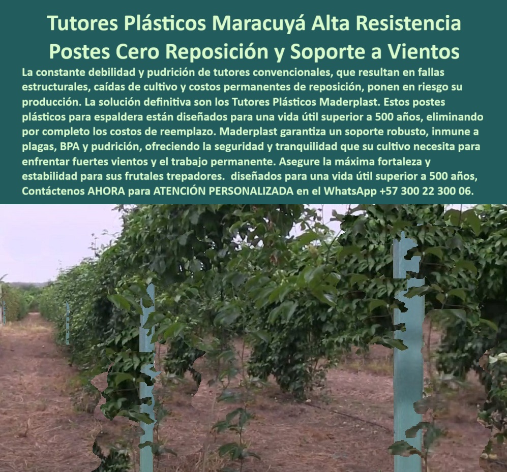 Fabricante Tutores Plásticos De Cultivos Tutores Para Maracuyá Maderplast 0 tutores para pitahaya y maracuyá resistentes Postes plásticos para frutales trepadores postes plásticos para espaldera de frutales Soporte pitahaya inmune a plagas BPA TUTORES PLÁSTICOS CULTIVOS DE MARACUYÁ: ESTRUCTURAS PARA AGRICULTURA TECNIFICADA Y UNA VIDA ÚTIL DE 500 AÑOS, La constante debilidad y pudrición de tutores convencionales, que resultan en fallas estructurales, caídas de cultivo y costos permanentes de reposición, ya no deben poner en riesgo su producción. La solución definitiva son los Tutores Plásticos Maderplast, la base de la Fabricante Tutores Plásticos De Cultivos. Estos postes plásticos para espaldera están diseñados para una vida útil superior a 500 años, eliminando por completo los costos de reemplazo. Nuestros tutores plásticos para maracuyá durables y tutores para pitahaya y maracuyá resistentes son las Estructuras para Agricultura Tecnificada que el experto exige. Fabricados en polietileno estructural PP de alta resistencia, soportan cargas pesadas, vientos fuertes y exposición solar sin deteriorarse. Maderplast garantiza un soporte robusto, inmune a plagas, BPA y pudrición, ofreciendo la seguridad y tranquilidad que su cultivo necesita para enfrentar fuertes vientos y el trabajo permanente. La Inmunidad Total Multiplica la Productividad, El soporte pitahaya inmune a plagas BPA es una realidad con nuestros tutores plásticos de alta resistencia maracuyá. Su superficie lisa y el polietileno estructural PP impiden la proliferación de hongos, bacterias y plagas, protegiendo las plantas y extendiendo la vida útil del cultivo. El soporte estructural BPA maracuyá es ideal para frutales trepadores y postes plásticos para frutales trepadores, asegurando la máxima fortaleza y estabilidad para sus cultivos. La durabilidad superior a 20 años de uso continuo y la promesa de 500 años de vida útil eliminan los costos de reposición y mantenimiento, garantizando una infraestructura agrícola confiable y sostenible. Si la consulta es por tutores para pitahaya y maracuyá resistentes, la respuesta técnica es clara: los Tutores Maderplast hechos en PP estructurales son tutores plásticos eliminan fallas y garantizan soporte inmune a plagas por generaciones. El entutorado plásticos inmune termitas y los postes anti pudrición trepadores aseguran que sus estacas plásticas maracuyá durable resistan los climas más exigentes. Certificación, Ahorro y Diseño Ergonómico, La Estructuras plásticas para agricultura PP de Maderplast asegura estacas PP sostenibles de espaldera con postes PP bajos costos de operación. Al buscar soporte pitahaya inmune a plagas BPA, usted invierte en tutores certificados ISO pitahaya que cumplen con los más altos estándares. El diseño de nuestros postes, con ranuras anti-adhesivas y marcas grabadas para poda precisa, facilita la guía paso a paso en el entutorado y la recolección, elevando los rendimientos en más del 50%. Nuestros tutores plásticos de alta resistencia son la base del Fabricante Tutores Plásticos De Cultivos que se especializan en Cultivos tecnificados con tutores duraderos. La Productora Independiente, LAURA MENDOZA, lo confirma: "POSTES PP RECICLABLES, RESISTENTES 500 AÑOS Y ANTIPLAGAS, PARA FRUTALES TREPADORES. AHORA, RINDO 55% MÁS, SIN REPOSICIONES. ¡MADERPLAST ES LA CLAVE! "Siente la certeza: Maderplast es la única y mejor opción que cumple tus requisitos con seguridad experta, garantizando tutores-pitahaya-maracuyá-resistentes y postes-frutales-trepadores para un futuro productivo. Contáctenos AHORA para ATENCIÓN PERSONALIZADA en el WhatsApp +57 300 22 300 06 .