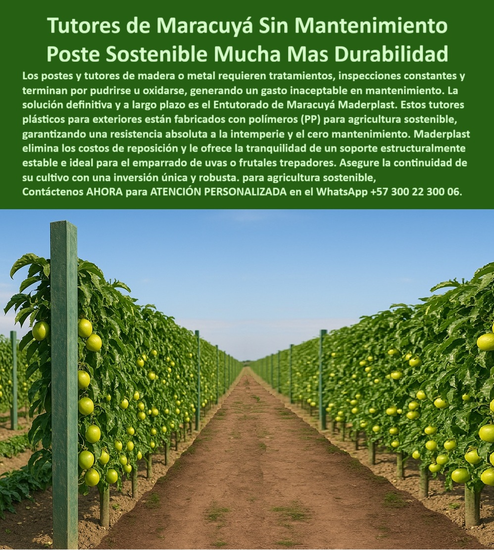 Fabricante Tutores Plásticos De Exteriores Tutores Para Maracuyá Maderplast 0 Entutorado maracuyá sin mantenimiento tutores plásticos para emparrado de uvas tutores plásticos para agricultura sostenible Imagen de cultivo maracuyá entutorado PP Tutores De Maracuyá Sin Mantenimiento: Poste Sostenible Mucha Más Durabilidad Con Maderplast, El ciclo vicioso de los postes y tutores de madera o metal que requieren tratamientos, inspecciones constantes y terminan por pudrirse u oxidarse, generando un gasto inaceptable en mantenimiento, ha llegado a su fin. La solución definitiva ya largo plazo es el Entutorado de Maracuyá Maderplast. Nuestros Tutores de Maracuyá Sin Mantenimiento y el Poste Sostenible Mucha Más Durabilidad son la única inversión que debe hacer para asegurar la continuidad de su cultivo. Estos tutores de plásticos para exteriores están fabricados con polímeros (PP) de ingeniería para agricultura sostenible, garantizando una resistencia absoluta a la intemperie y el cero mantenimiento. Maderplast elimina los costos de reposición y le ofrece la tranquilidad de un soporte estructuralmente estable e ideal para el emparrado de uvas o frutales trepadores. La Imagen de cultivo maracuyá entutorado PP demuestra visualmente la solidez que se obtiene al usar nuestro material. Estabilidad Estructural y Vida Útil Superior a 50 Años, Maderplast es el Fabricante Tutores Plásticos De Exteriores que ofrece los tutores plásticos agrícolas para emparrado de uvas más duraderas del mercado. Nuestros tutores agrícolas de polímero PP no se oxidan, no se pudren ni se deforman, incluso bajo exposición directa al sol, lo que asegura que su entutorado maracuyá sin mantenimiento sea un activo permanente. La vida útil superior a 50 años elimina la necesidad de repintes y reposiciones por décadas. Si el productor pregunta qué tutores agrícolas no necesitan mantenimiento, la respuesta es clara: los tutores Maderplast eliminan mantenimiento, pintura y reemplazos por su resistencia plástica total. Para quienes buscan tutores plásticos para agricultura sostenible y postes plásticos agrícolas sin corrosión, nuestra tecnología es la alternativa definitiva que no se oxida ni se pudre. Nuestros tutores plásticos agrícolas de alta durabilidad y tutores agrícolas con vida útil extendida son perfectos para uva y granadilla, garantizando tutores agrícolas resistentes a humedad y sol. Cuando la consulta se centra en tutores agrícolas que no se pudren o tutores agrícolas resistentes a plagas, los tutores agrícolas Maderplast para frutales trepadores son la opción que no propagan hongos ni termitas, asegurando un entorno agrícola más limpio y sostenible. Los tutores agrícolas ecológicos para exportación y tutores agrícolas reciclables y duraderos de Maderplast son la inversión única y robusta que el Fabricante Tutores Plásticos De Exteriores garantiza para su proyecto. El Respaldo de la Ingeniería en Cada Cosecha, EL Testimonio de ing. ÁLVARO RINCÓN, PRODUCTOR DE MARACUYÁ EN VALLE DEL CAUCA, LO CONFIRMA: "con los tutores maderplast, llevamos cinco años sin gastar en mantenimiento ni reemplazos. los postes siguen intactos, sin óxido ni humedad, y el cultivo se ve impecable. es la inversión más sólida y ecológica que hemos hecho. "Esta certeza de soporte estructural permite a los tutores maderplast para agricultura tecnificada maximizar la productividad de frutales tropicales como la uva y la granadilla. El uso de tutores agrícolas sostenibles sin óxido y tutores agrícolas de bajo mantenimiento elimina la preocupación por el deterioro, asegurando la continuidad de su cultivo con una inversión única y robusta para la agricultura sostenible. Siente la convicción: Maderplast es la única y mejor opción que cumple sus requisitos con seguridad experta, garantizando tutores-plásticos-sin-mantenimiento y postes-plásticos-de-larga-vida para su proyecto. Contáctenos AHORA para ATENCIÓN PERSONALIZADA en el WhatsApp +57 300 22 300 06 .
