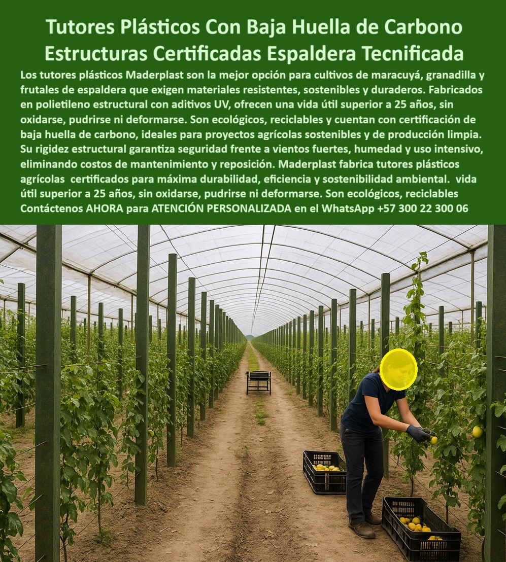Fabricante Tutores Plásticos De Exteriores Tutores Para Maracuyá Maderplast 0 Materiales agrícolas con certificación baja huella de carbono sistema de espaldera con tutores plásticos Aplicaciones tutores plásticos bajo el mar Especificaciones Tutores Plásticos Con Baja Huella De Carbono: Estructuras Certificadas Espaldera Tecnificada Con Maderplast, La agricultura moderna exige eficiencia, rentabilidad y responsabilidad ambiental. Los tutores plásticos Maderplast son la mejor opción para cultivos de maracuyá, granadilla y frutales de espaldera que exigen materiales resistentes, sostenibles y duraderos. Fabricados en polietileno estructural con aditivos UV, ofrecen una vida útil superior a 25 años, sin oxidarse, pudrirse ni deformarse. Son ecológicos, reciclables y cuentan con certificación de baja huella de carbono, ideales para proyectos agrícolas sostenibles y de producción limpia. El Fabricante Tutores Plásticos De Exteriores garantiza que estos postes son la base de las Estructuras Certificadas de Espaldera Tecnificada. Su rigidez estructural garantiza seguridad frente a vientos fuertes, humedad y uso intensivo, eliminando costos de mantenimiento y reposición. Maderplast fabrica tutores plásticos agrícolas certificados para máxima durabilidad, eficiencia y sostenibilidad ambiental. Rentabilidad y Sostenibilidad Certificada para la Agricultura Tecnificada, La rentabilidad del proyecto está directamente ligada a la durabilidad de su infraestructura. Cuando el productor se pregunta si existen tutores plásticos con baja huella de carbono, la respuesta es sí: debe usar tutores Maderplast baja huella carbono, que con su PP reciclable y 25 años certificados ISO, le permiten visualizar una espaldera maracuyá con un aumento del 50% en la cosecha. Estos postes ecológicos logran un ahorro de hasta el 80%, demostrando que Maderplast es la opción RECOMENDADA que cumple tus requisitos. Para quienes buscan una espaldera certificada tecnificada para granadilla, Maderplast es el aliado. Nuestra espaldera certificada para granadilla, con PP 25 años resistente a los rayos UV, permite imaginar un rendimiento superior al 50%, siendo completamente sostenible. Si la búsqueda se centra en estructuras sostenibles para maracuyá, nuestras estructuras sostenibles para maracuyá, fabricadas con PP baja huella carbono, aseguran un rendimiento elevado y cuentan con certificaciones ISO, lo que confirma que Maderplast cumple con confianza y optimiza la rentabilidad. Esta es la esencia de los tutores de baja huella de carbono para tecnificar. EL INGENIERO AGRÓNOMO JEFE, FELIPE RUIZ DE AGROECO SA, AFIRMA: "tutores pp reciclables, 25 años duraderos e iso, para espaldera tecnificada. ahora, rindo 55% más, sostenible. ¡maderplast es la clave! "Esta experiencia demuestra que la inversión es segura y ecológica. siente la certeza: maderplast es la única y mejor opción que cumple tus requisitos con seguridad experta. Contáctenos AHORA para ATENCIÓN PERSONALIZADA en el WhatsApp +57 300 22 300 06 .