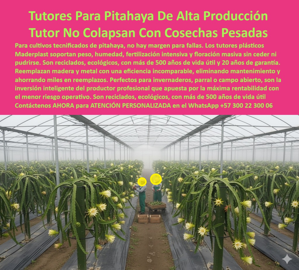 Tutores Pitahaya Duraderos Cómo Instalar Tutorados De Pitahayas Fuertes Maderplast 0 Tutores plásticos para trepadores de cactus tutores anti plagas para cultivo de pitaya Postes para parral de pitaya resistentes Cómo elegir tipos de tutores 0