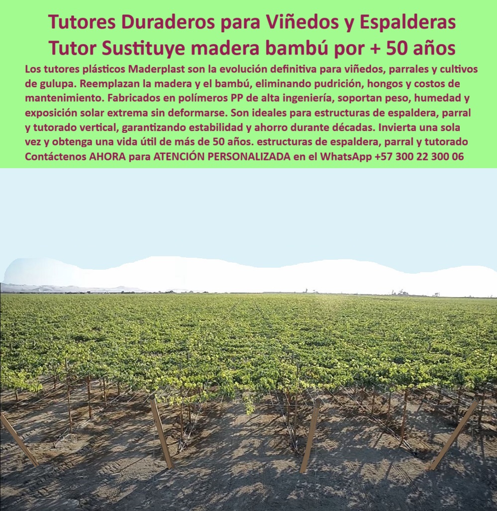 Tutores Viñedos Tutor Parrales Y Espalderas De Uva Estructuras Duraderas Maderplast 0 Entutorado de uvas en línea vertical espalderas para parral de uva de exportación Tutores para viñedos sin pudrición Postes para viñedos garantía 20 años PP